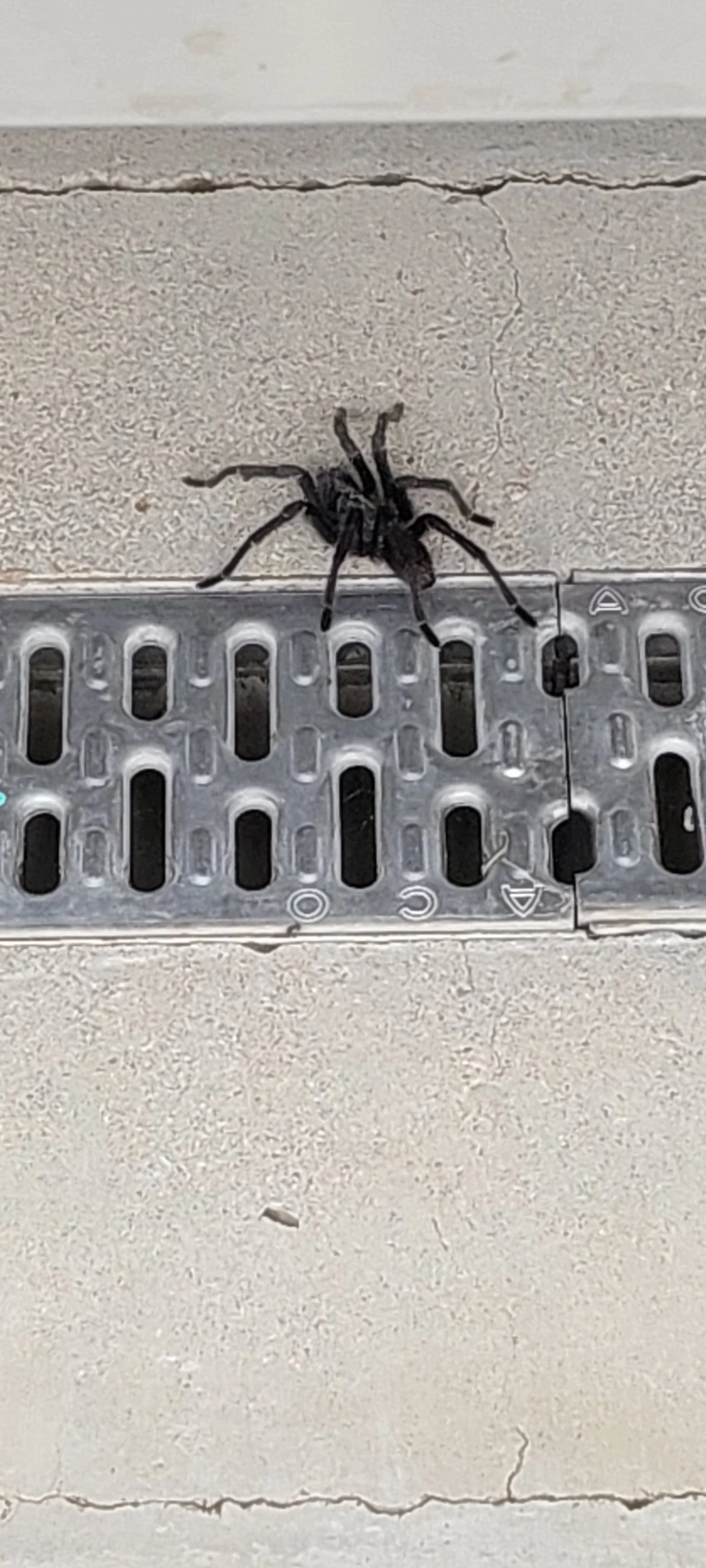 Tarantula
