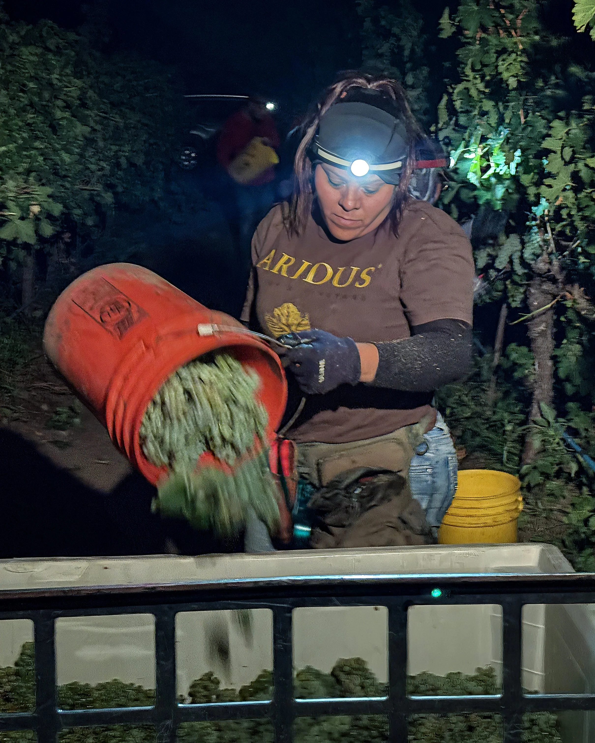 Arizona Wine Harvest