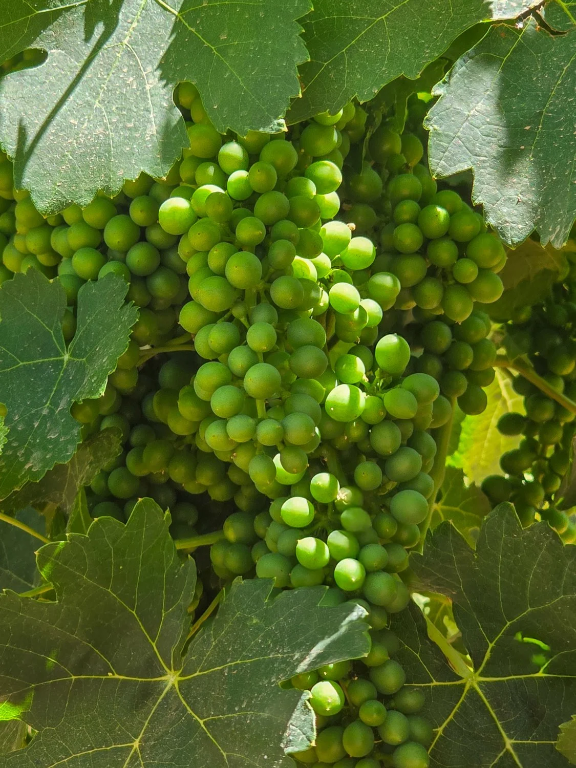 Arizona Aridus Wine Vine Bud Break