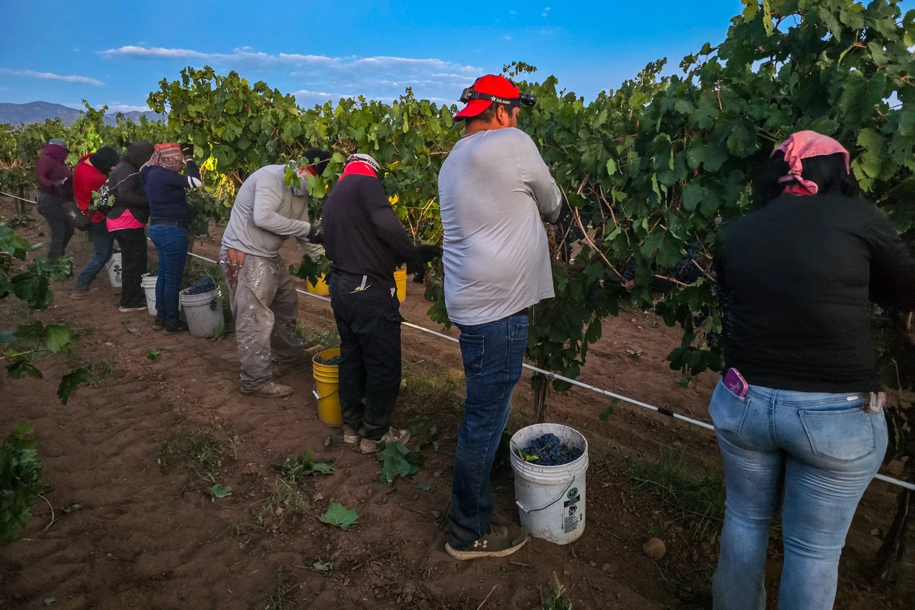 Arizona Wine Harvest