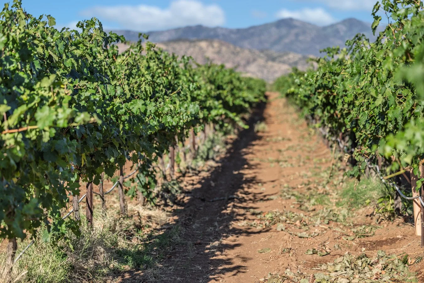 Aridus Willcox Vineyard