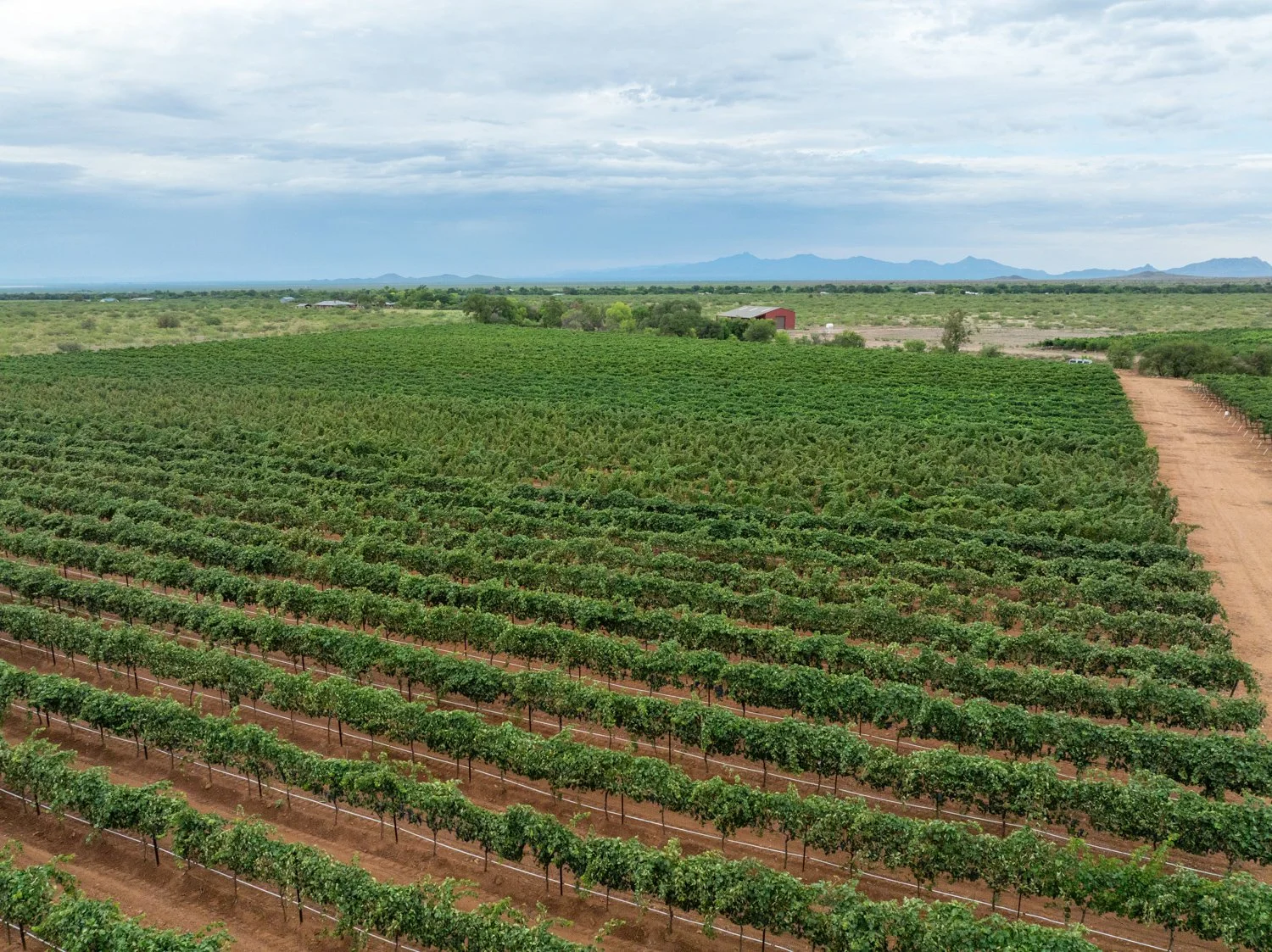 Arizona Vineyard Monsoon Cloudy Day