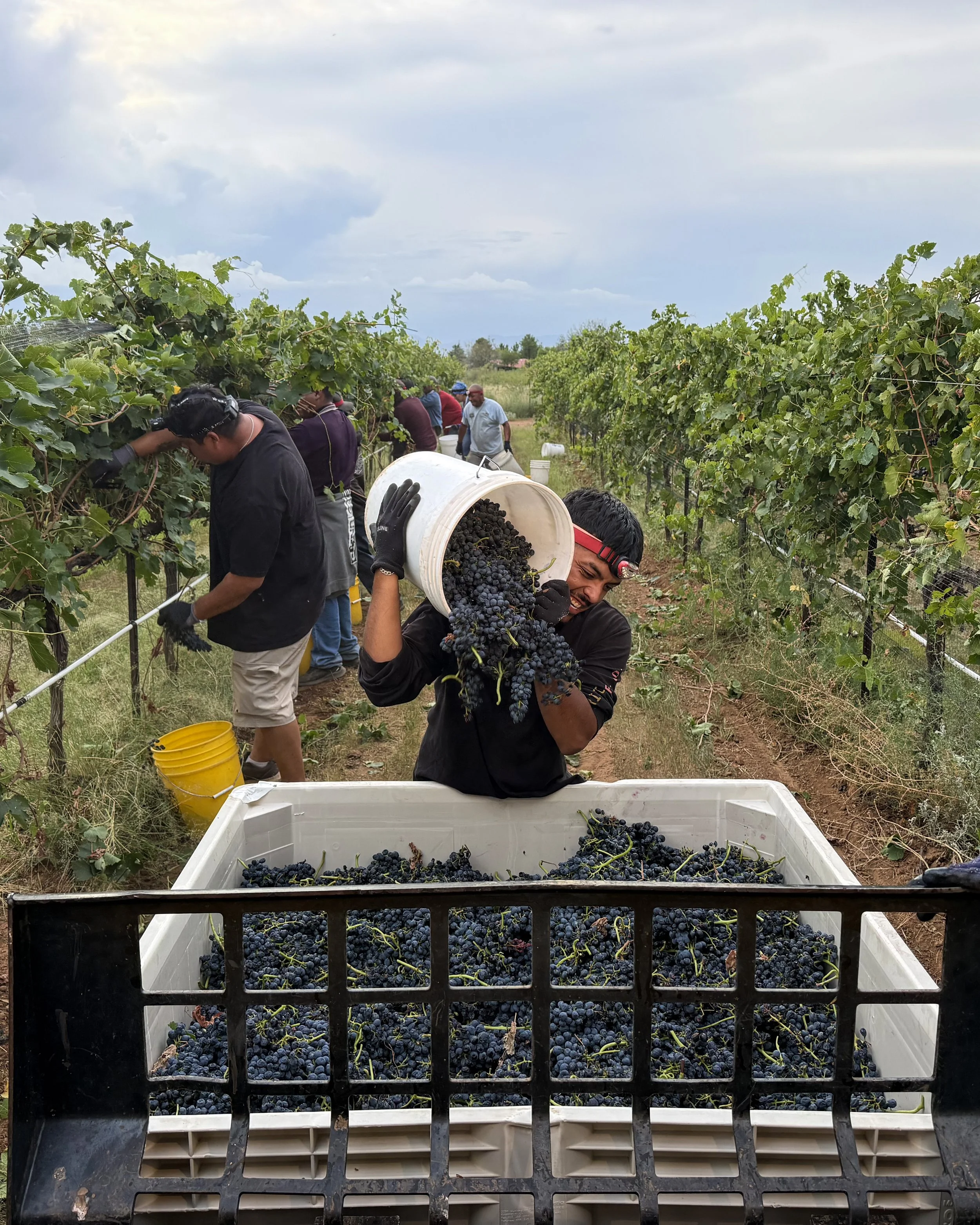 Aridus Arizona Grape Harvest