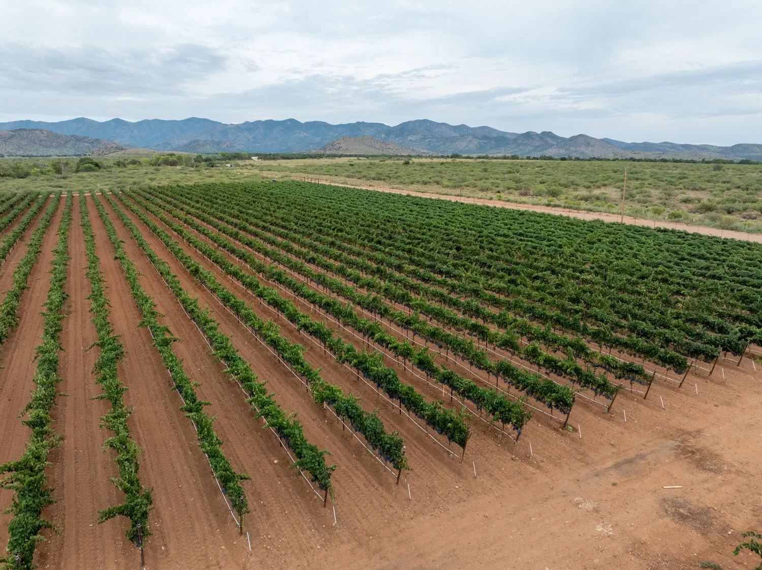 Arizona Vineyard Monsoon Aridus