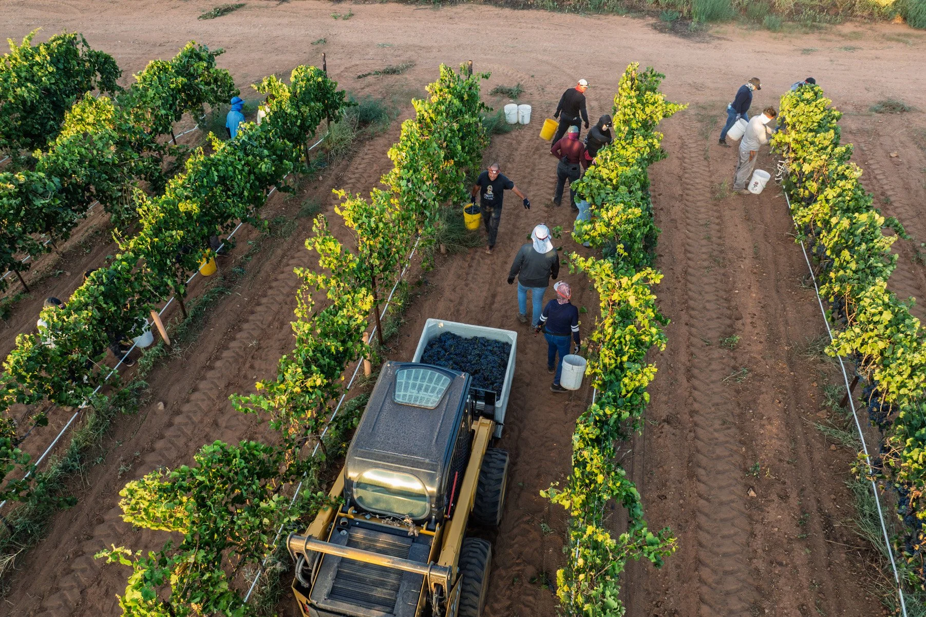 Arizona Wine Harvest