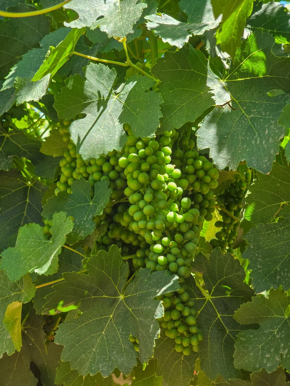 Arizona Wine Vine Aridus Bud Break