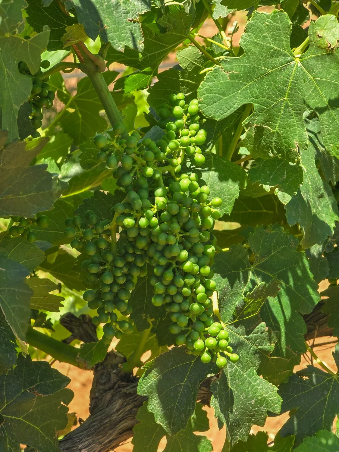 Arizona Vineyard Bud Break