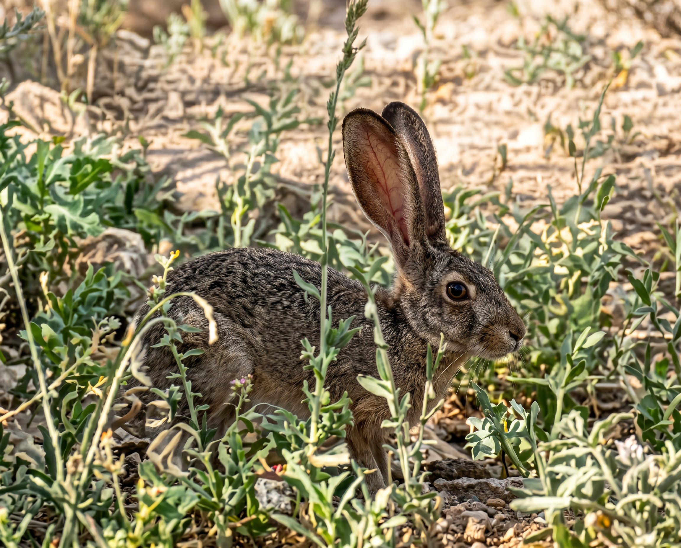 Arizona Vineyard Wildlife Rabbit