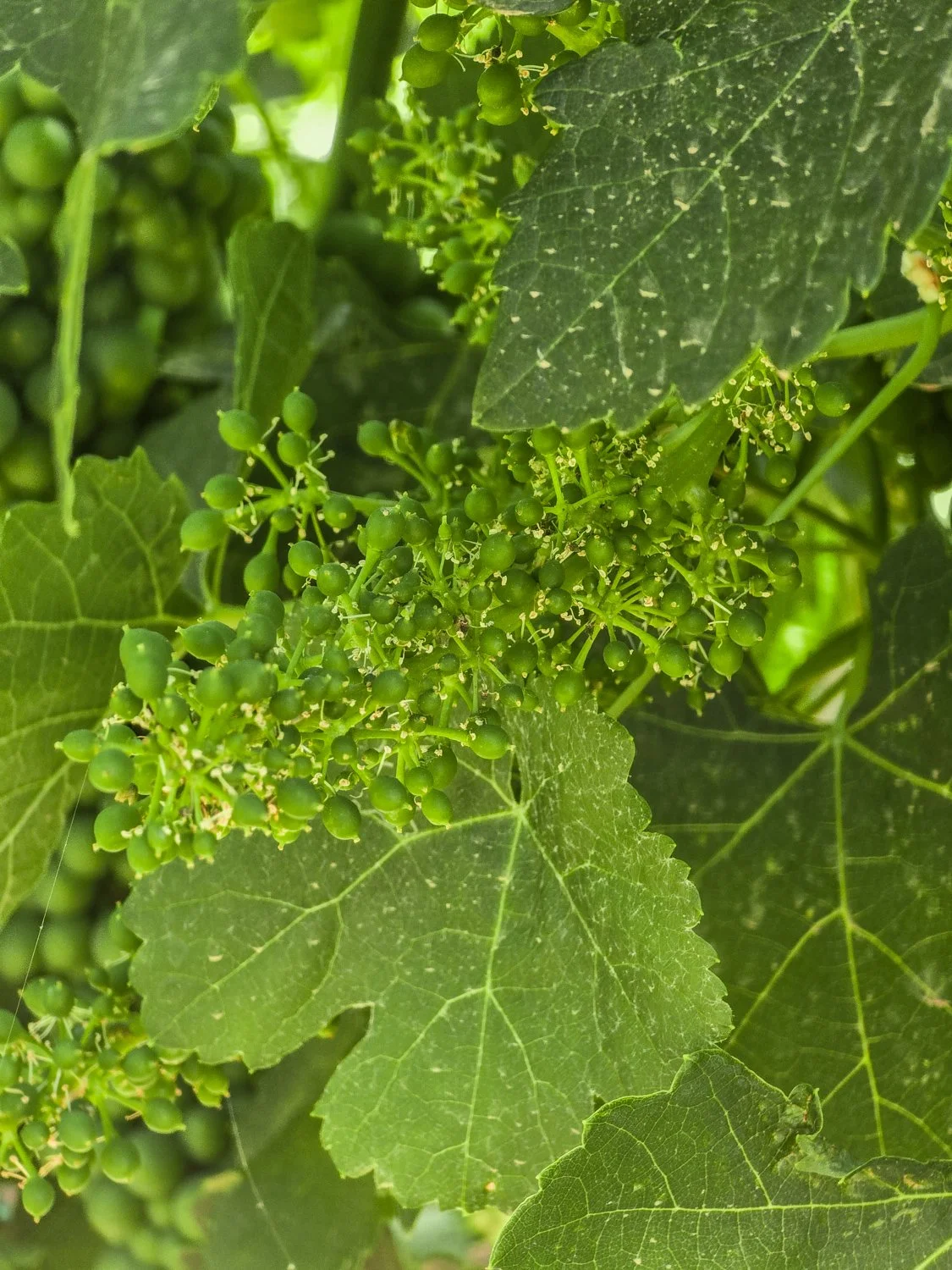 Arizona Aridus Wine Vine Bud Break
