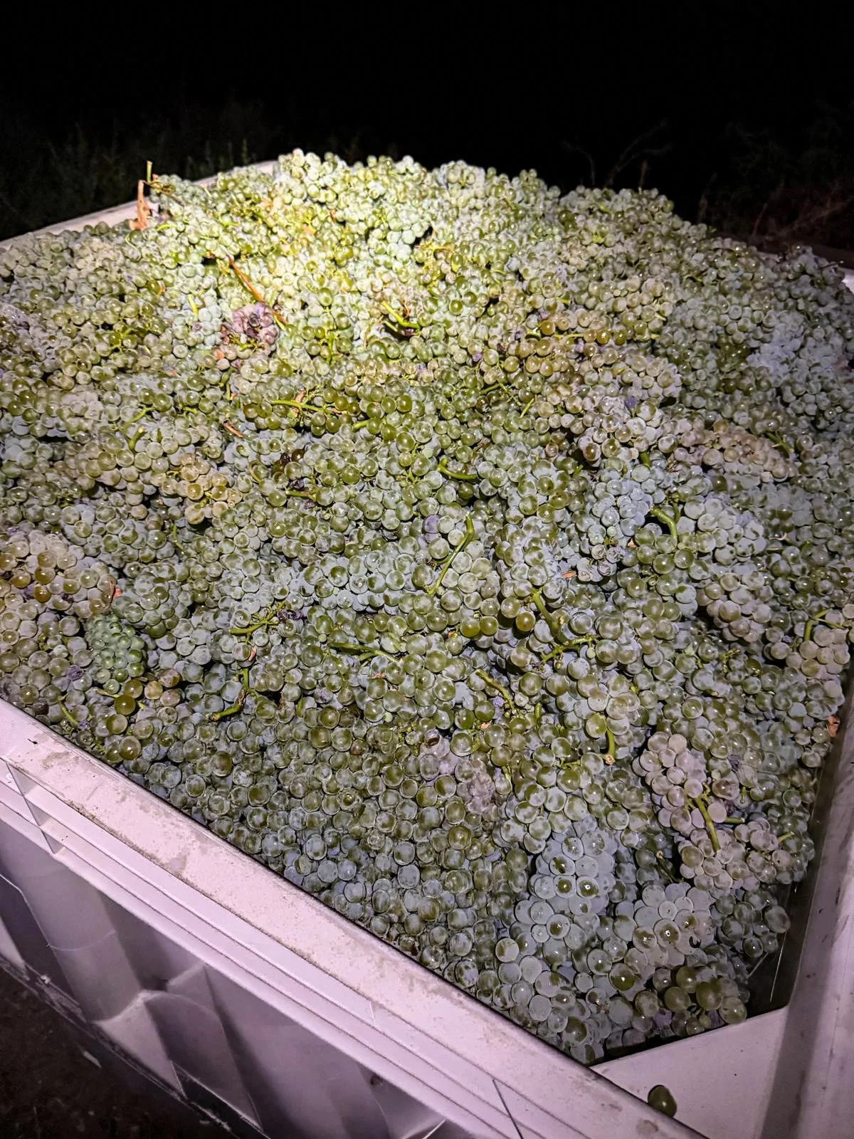 Arizona Wine Harvest Grapes