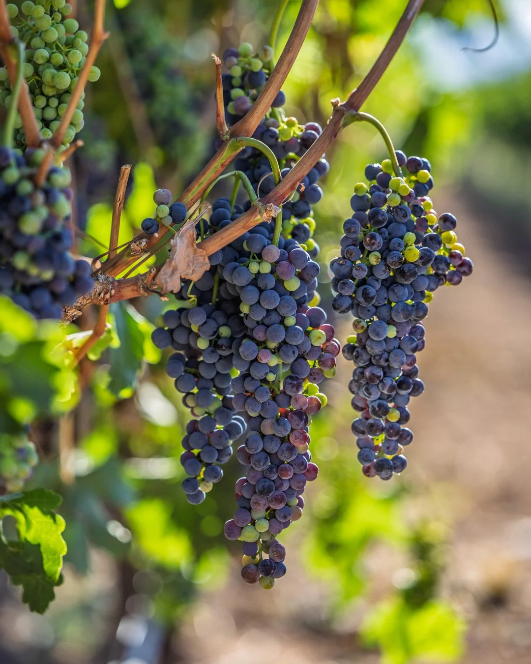 Arizona Aridus Tempranillo 2026