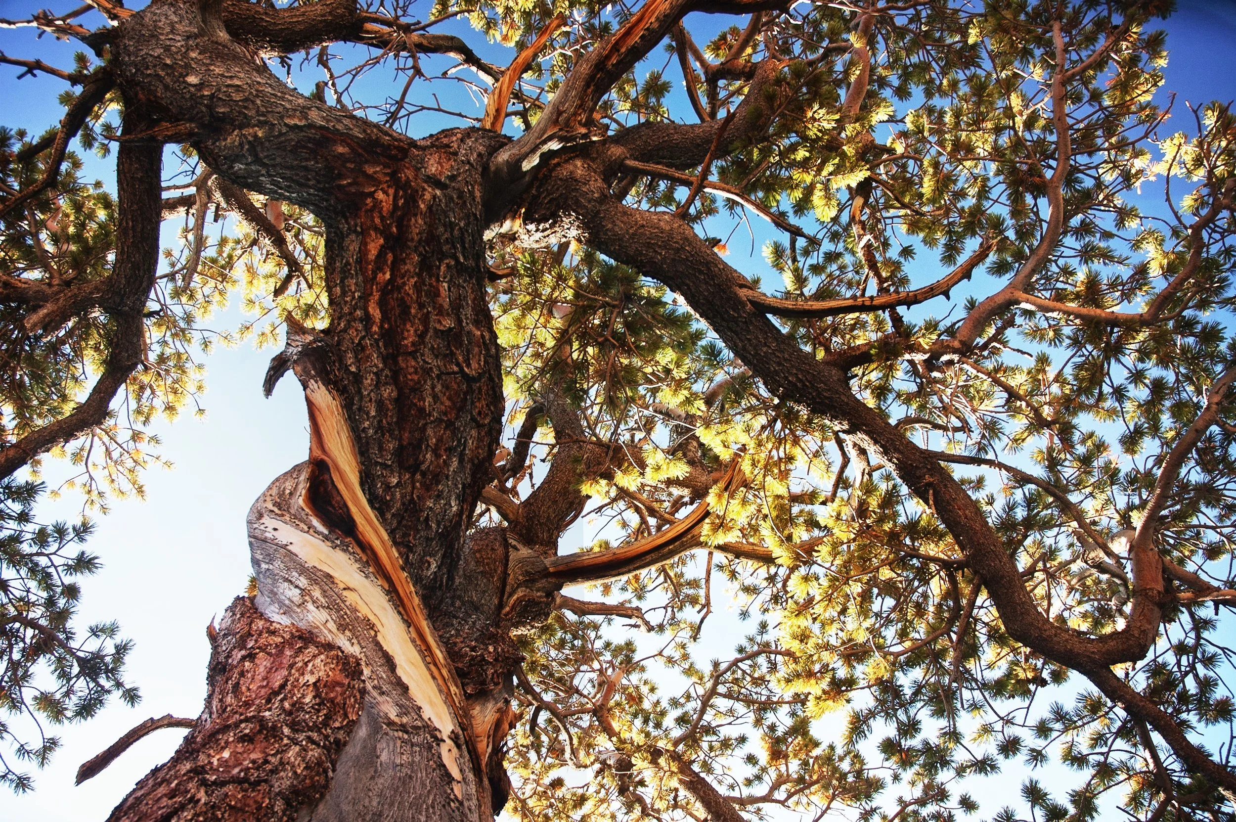 LImberPines twisted to the skywp.jpg