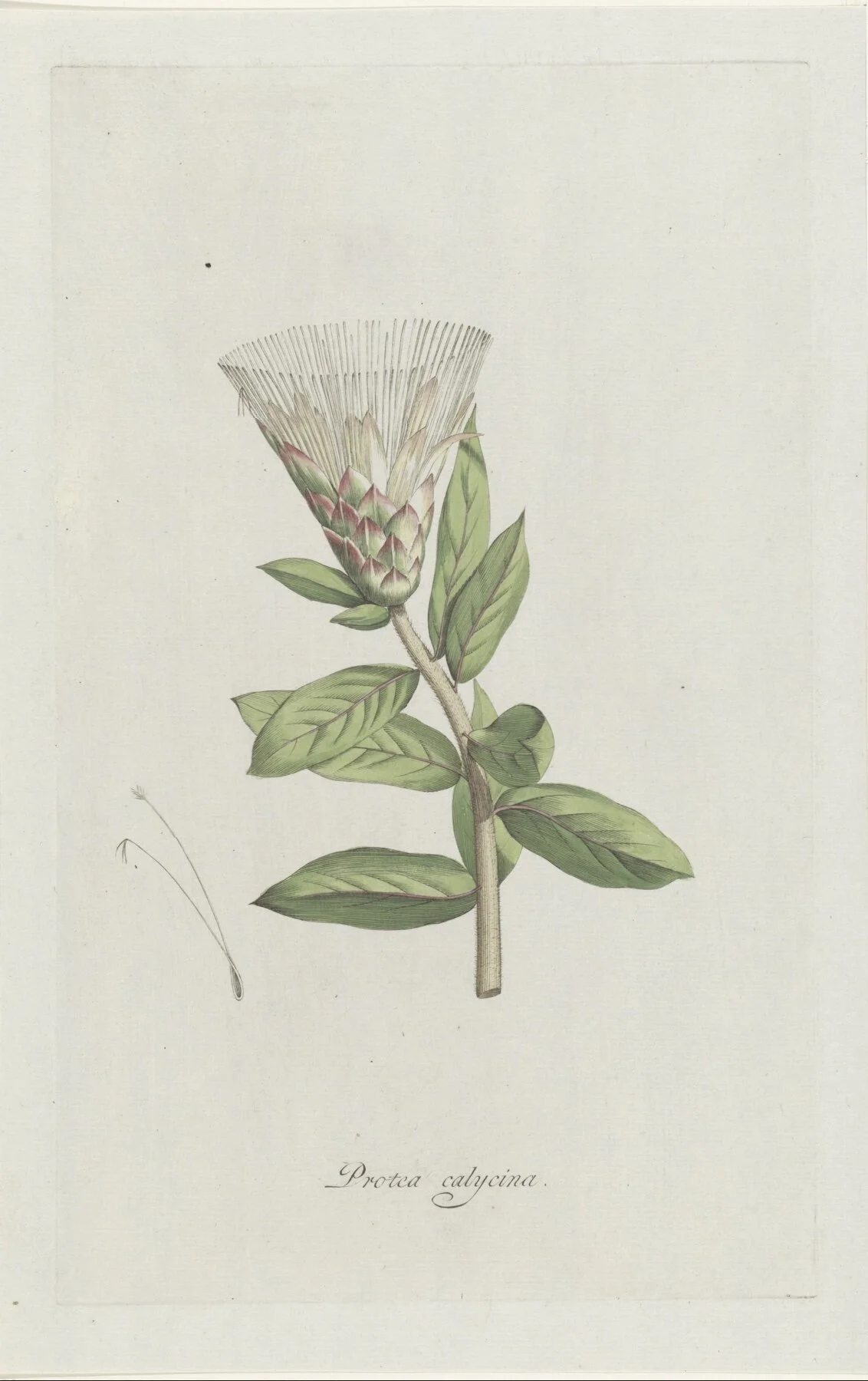 Special Order - Bezos