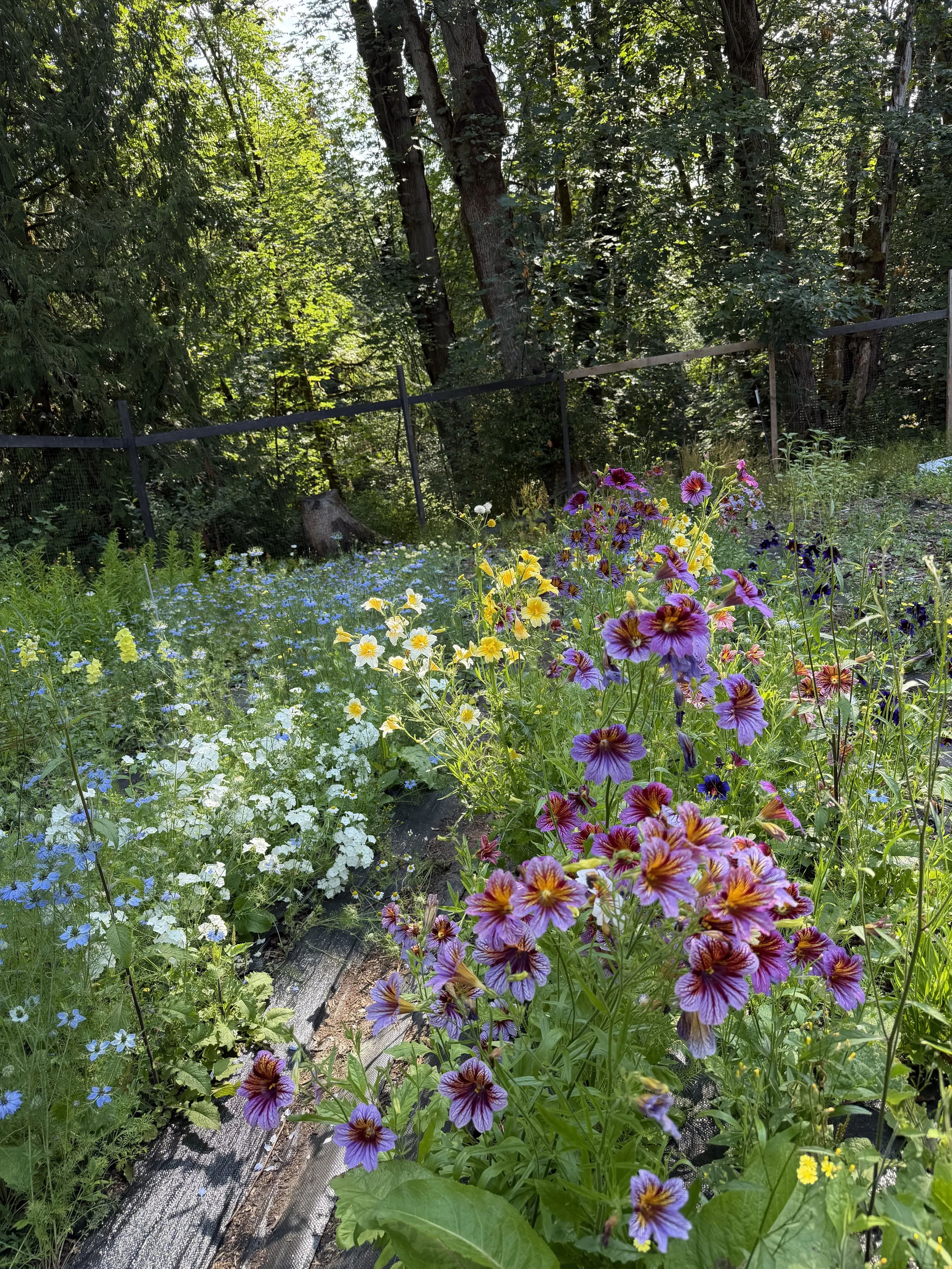 Pink, burgundy, and purple salpiglossis flowers in Tacoma