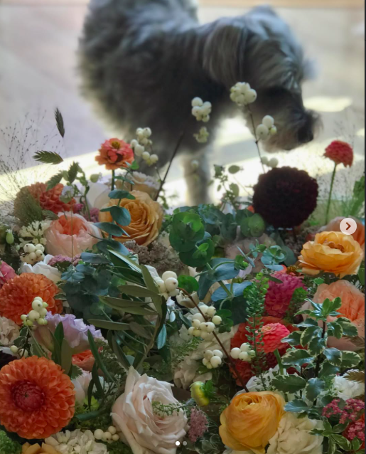 Flora Tacoma’s bounty of locally grown dahlias and garden roses with Tacoma’s best florist shop pup.
