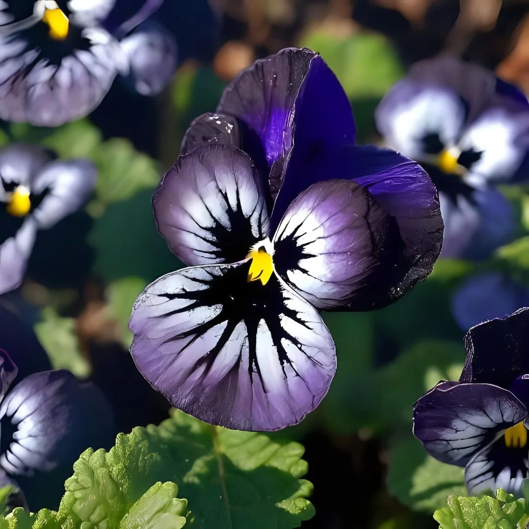 Black Violet.jpg