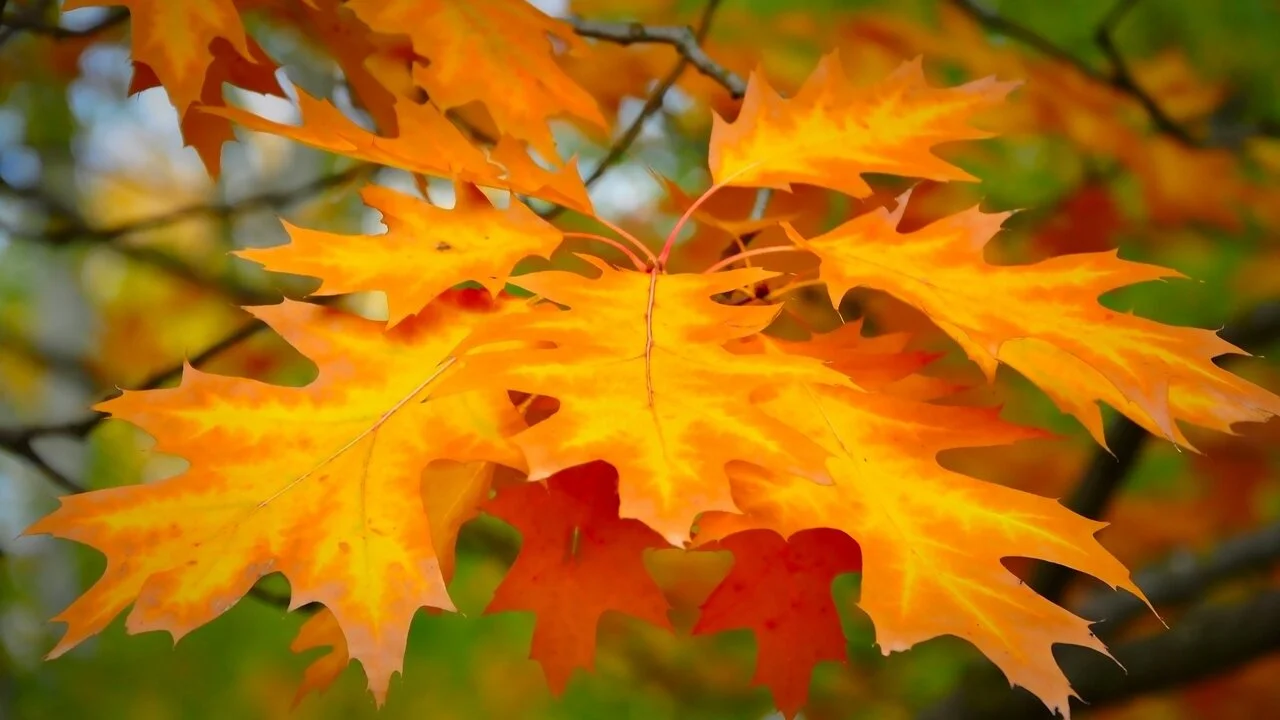 autumn leaves.jpg