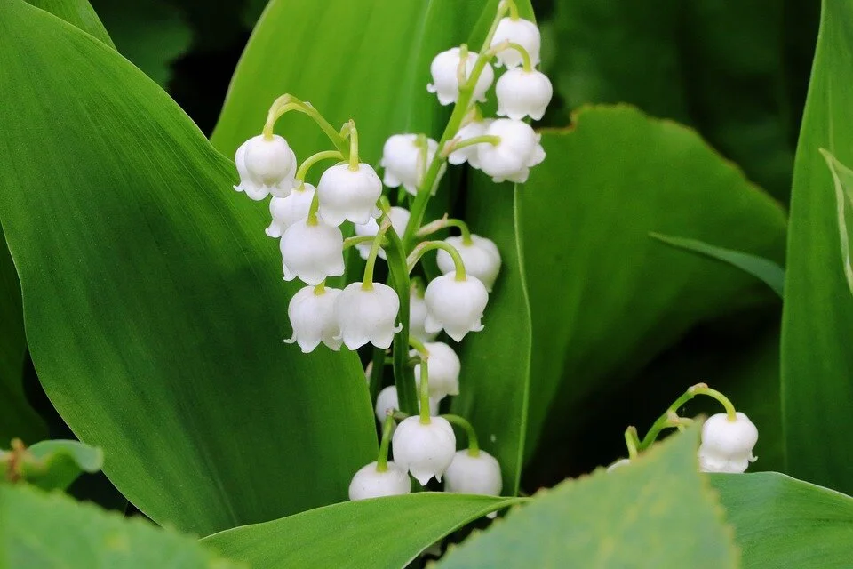 lily of the valley.jpg