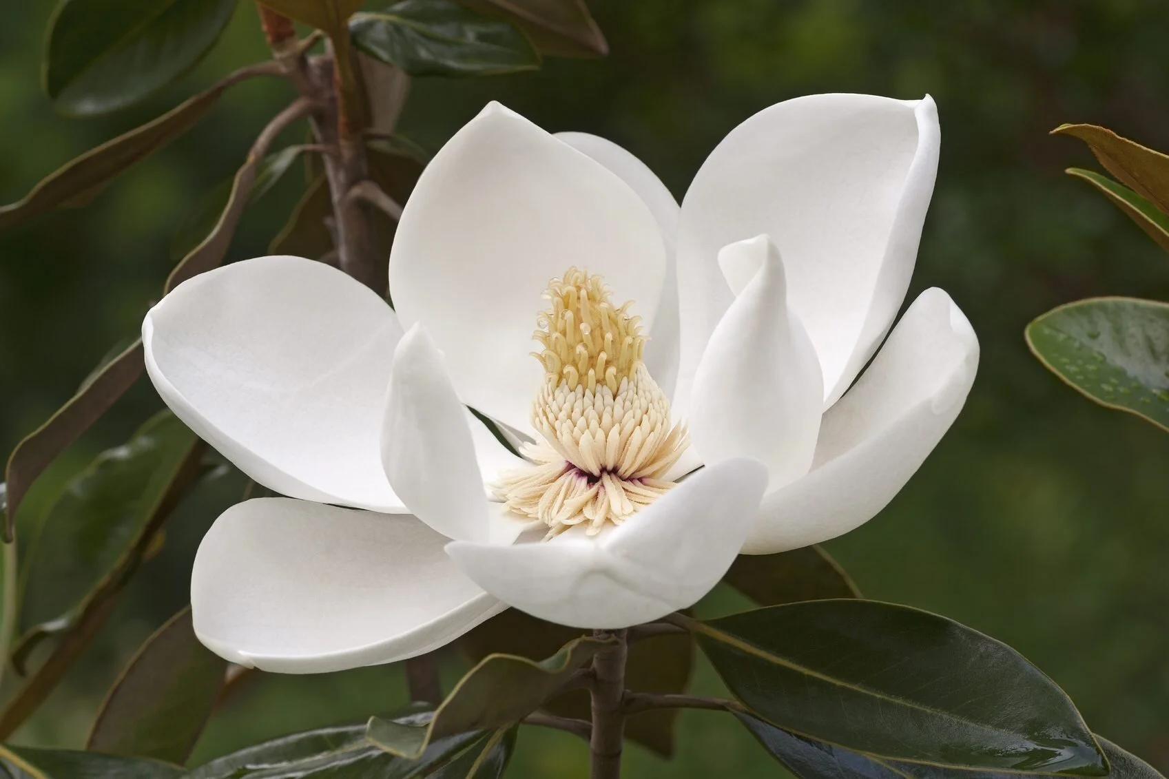Magnolia.jpg