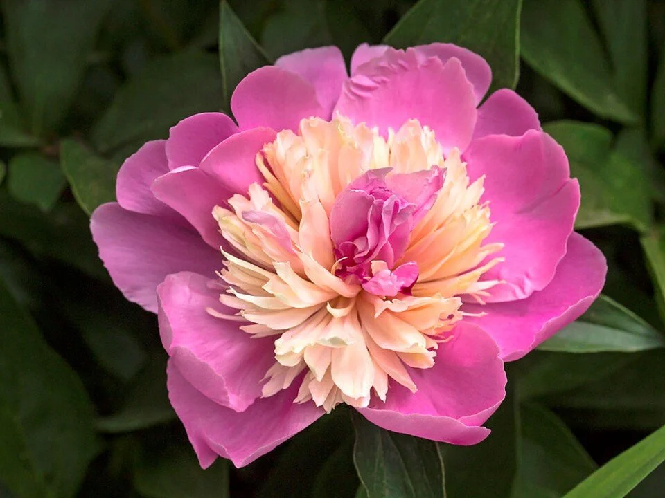 Peony