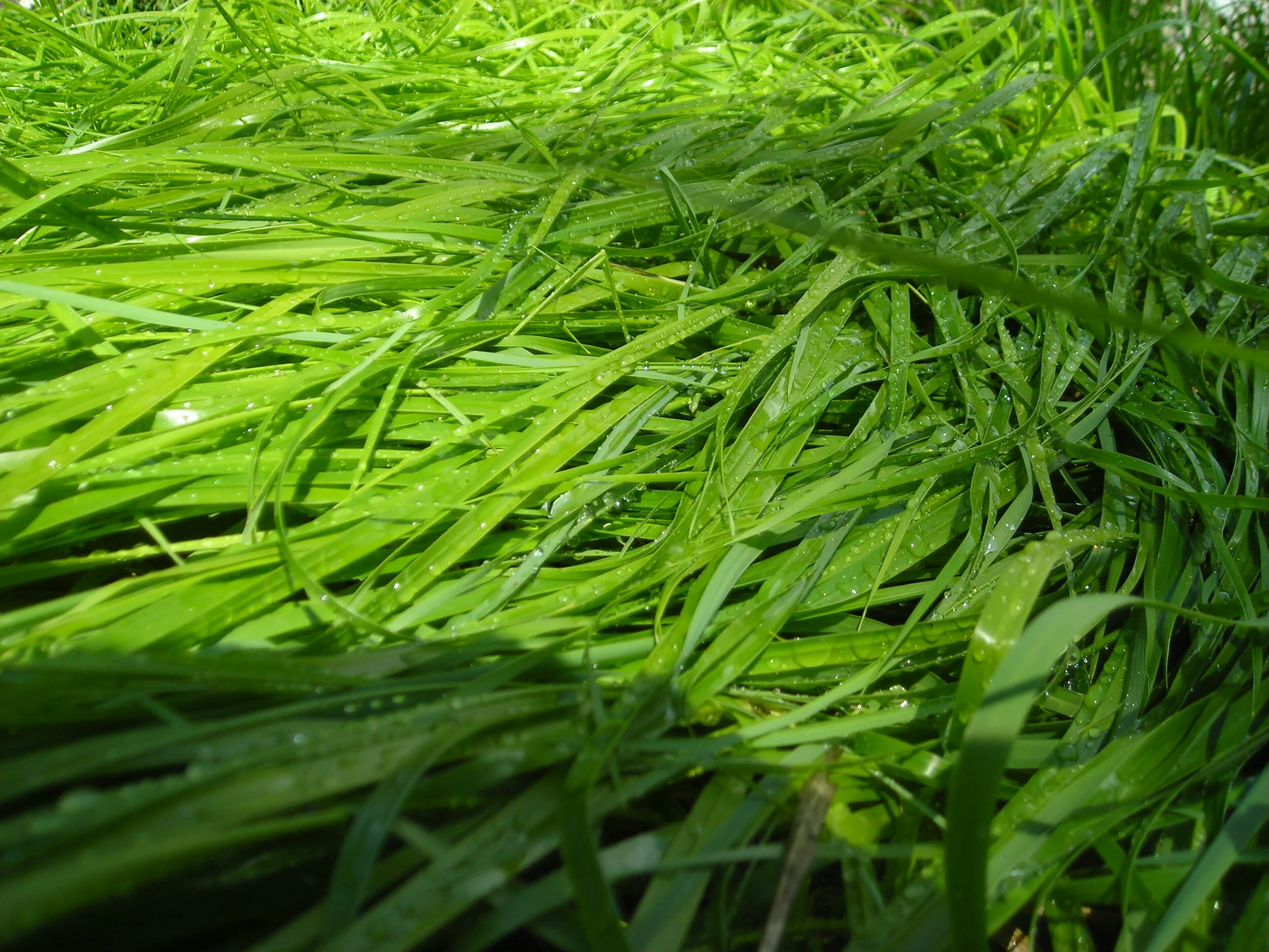 Sweet Grass