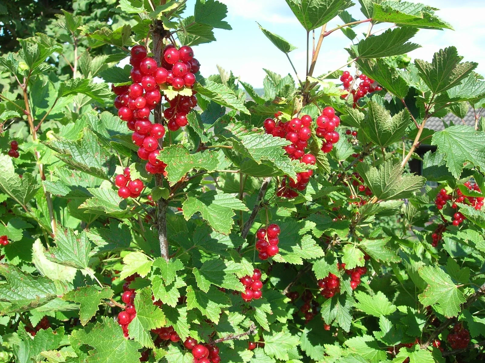 wild currant.JPG