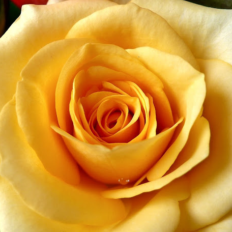 Yellow Rose of Texas — Rocky Creek Candle Company 