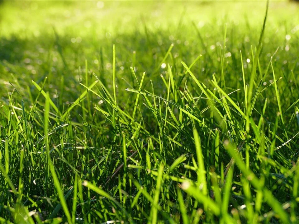 Summer Lawn