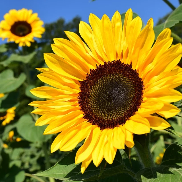 sunflower.png