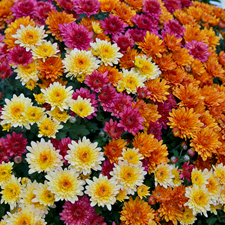 blooming mums.png