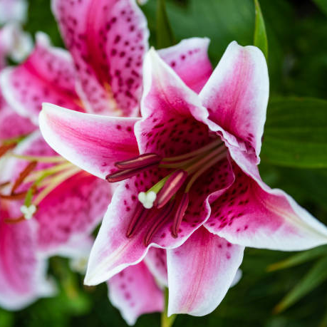 Stargazer Lily