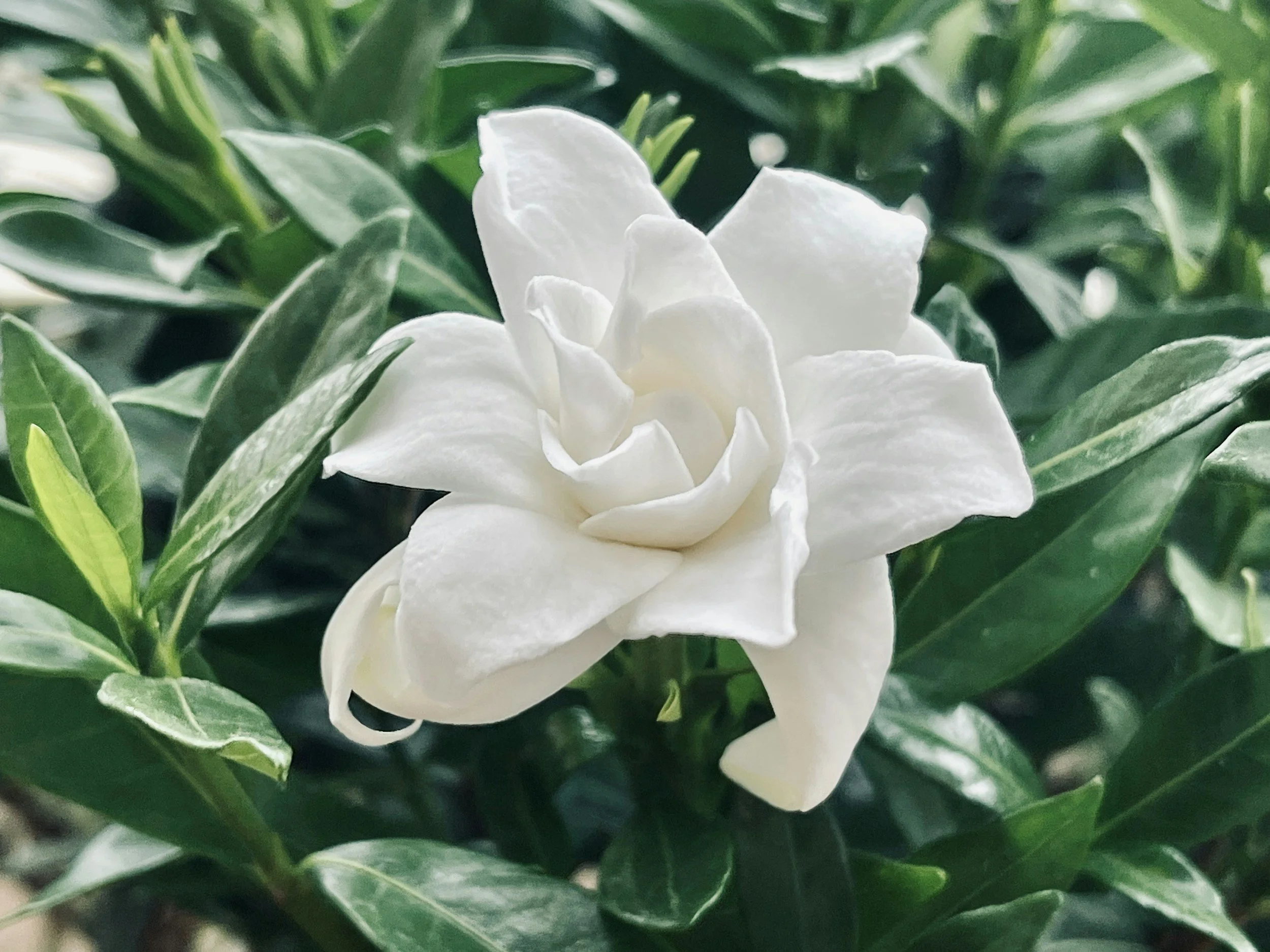 gardenia scent