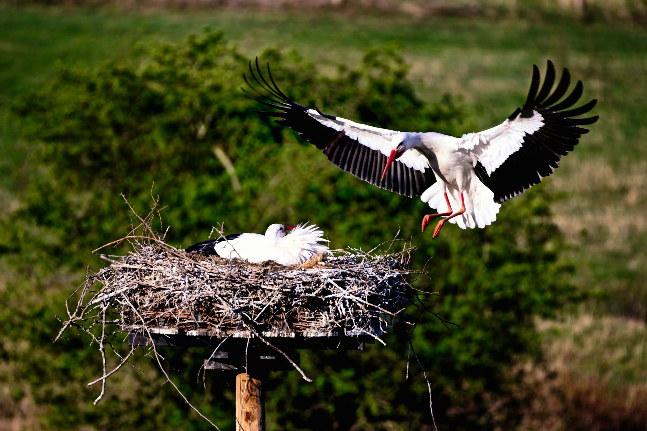 Lieverd ik ben thuis