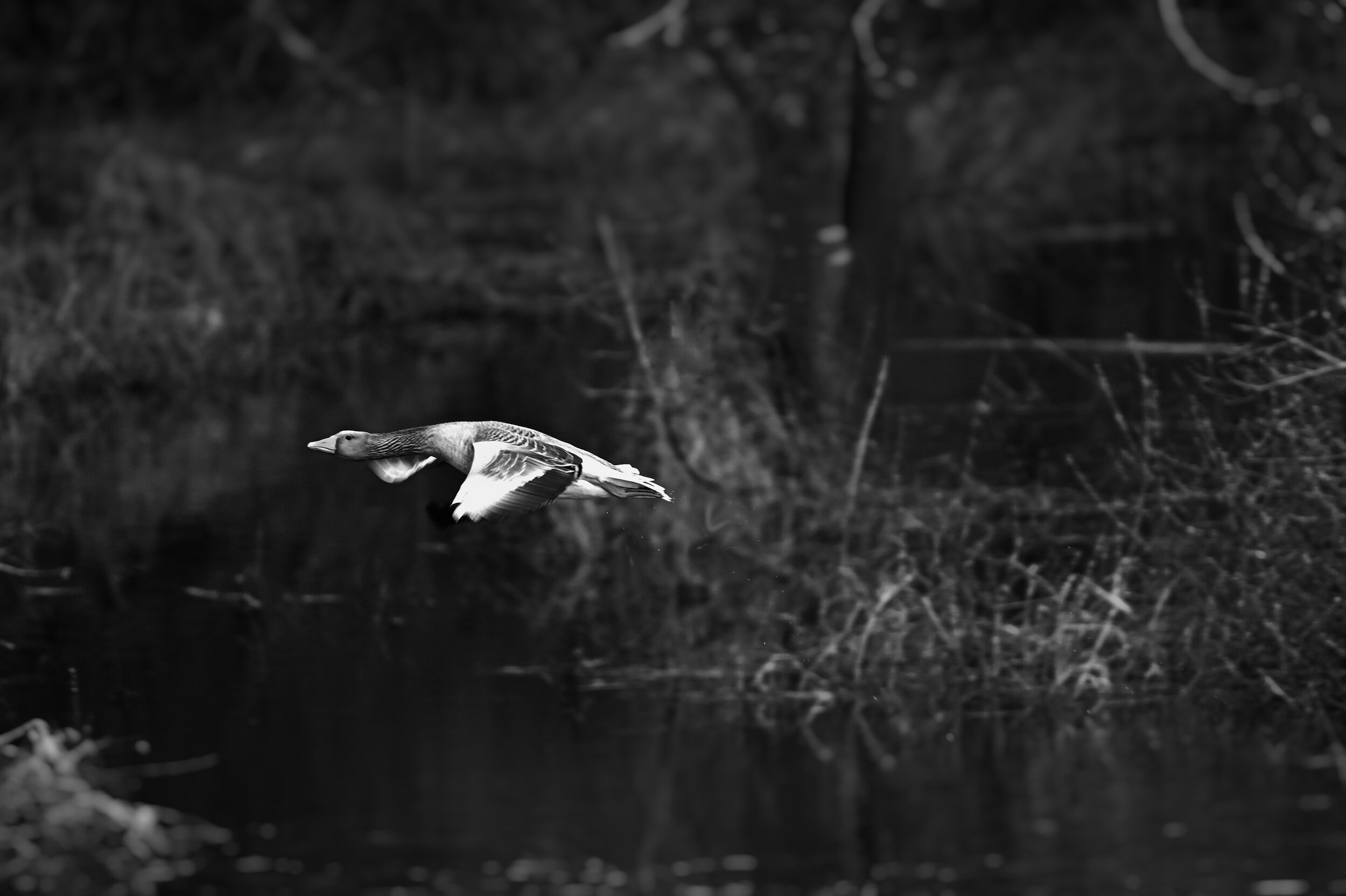 Grauwe gans - April 2020 - Fortmond