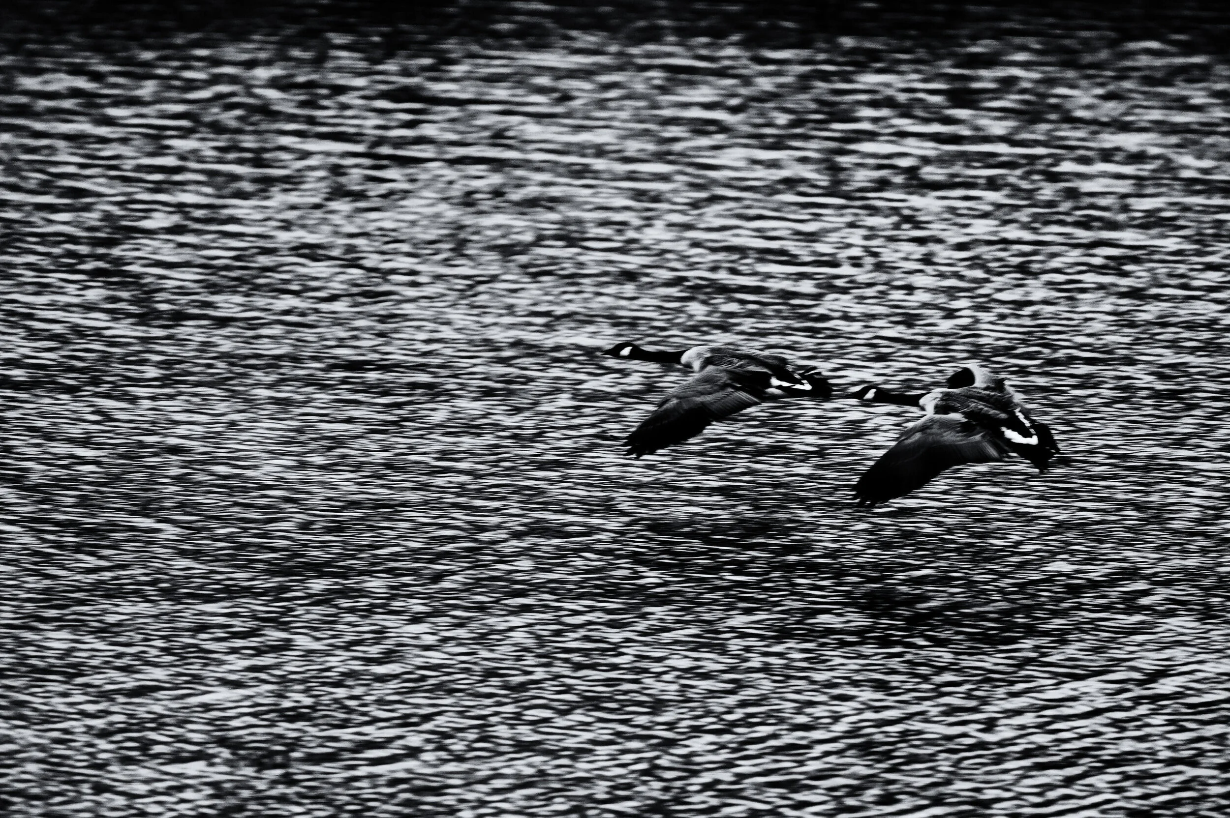 Brandgans - April 2020 - Fortmond