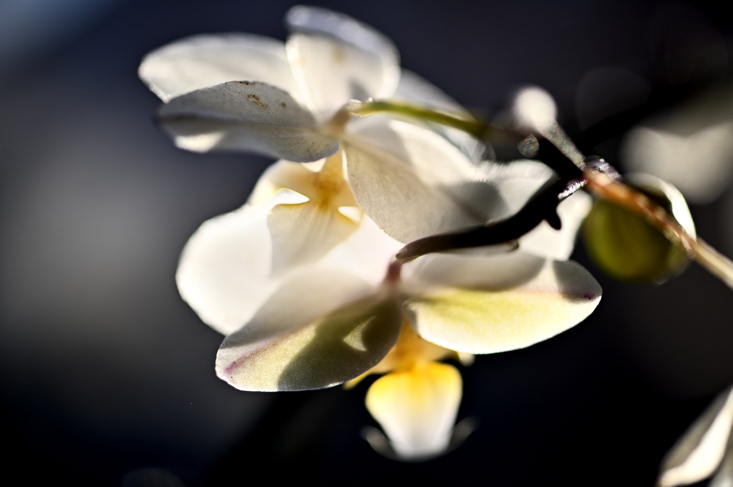 Orchidee op de vensterbank in mijn huis.