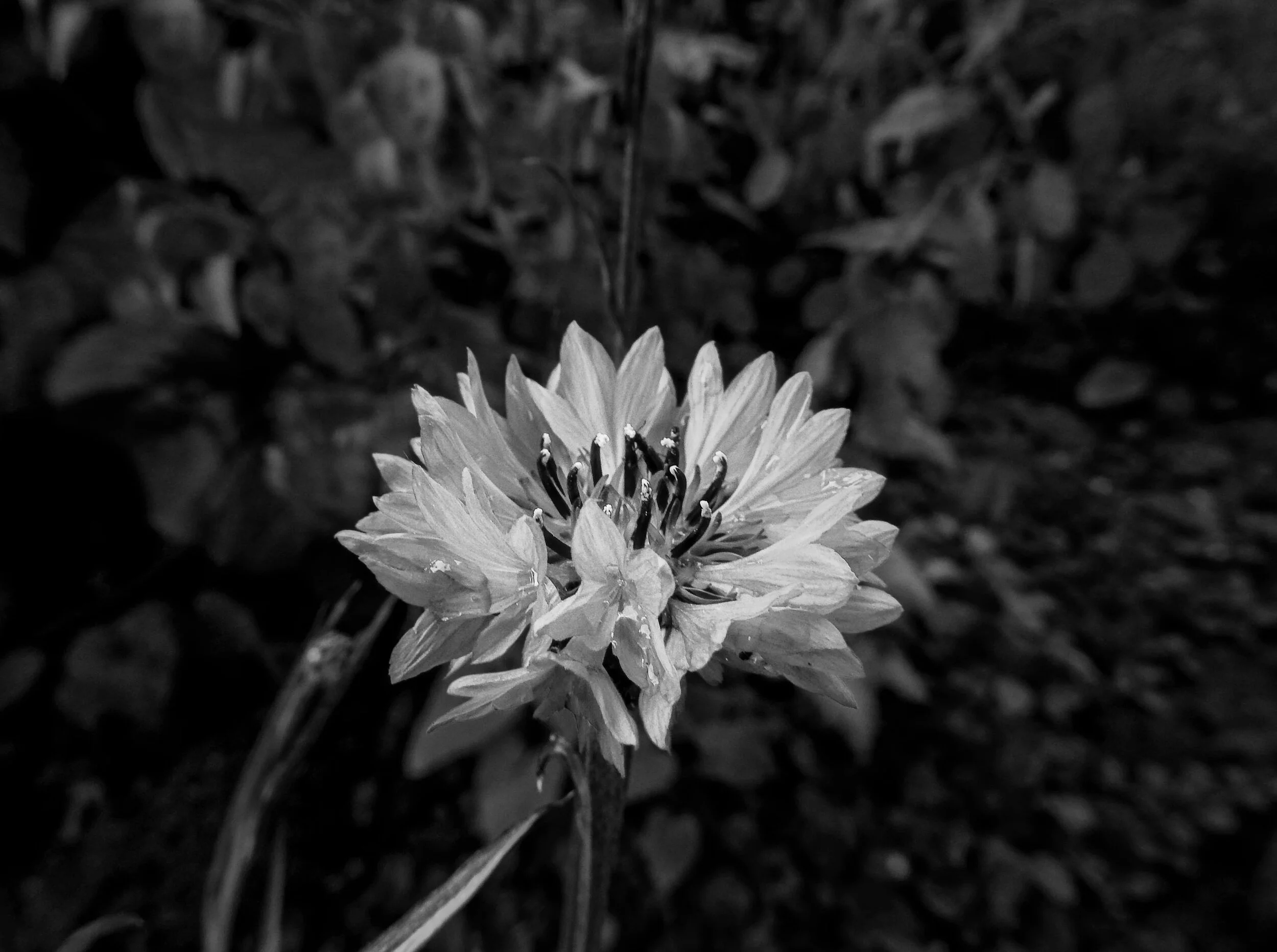 Korenbloem in mijn tuin