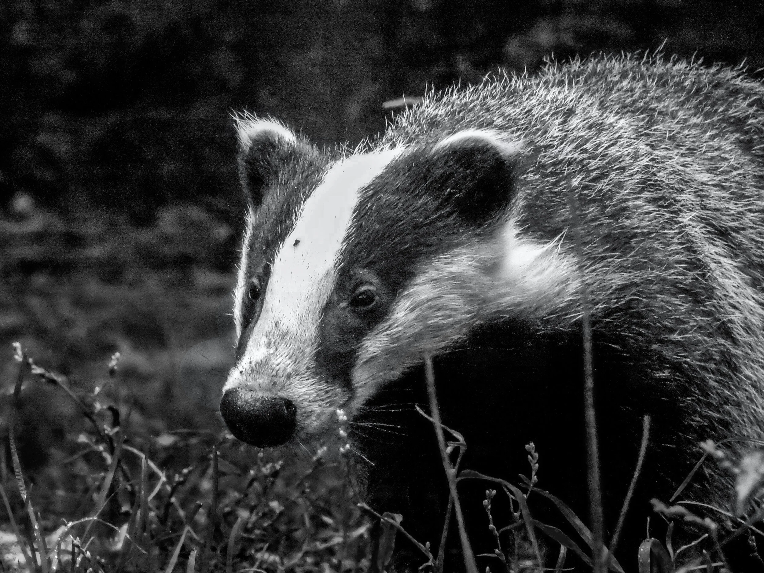 PA_AS_05_OZ_2_KANSAS_SEP_BW_FINAL copy.jpg