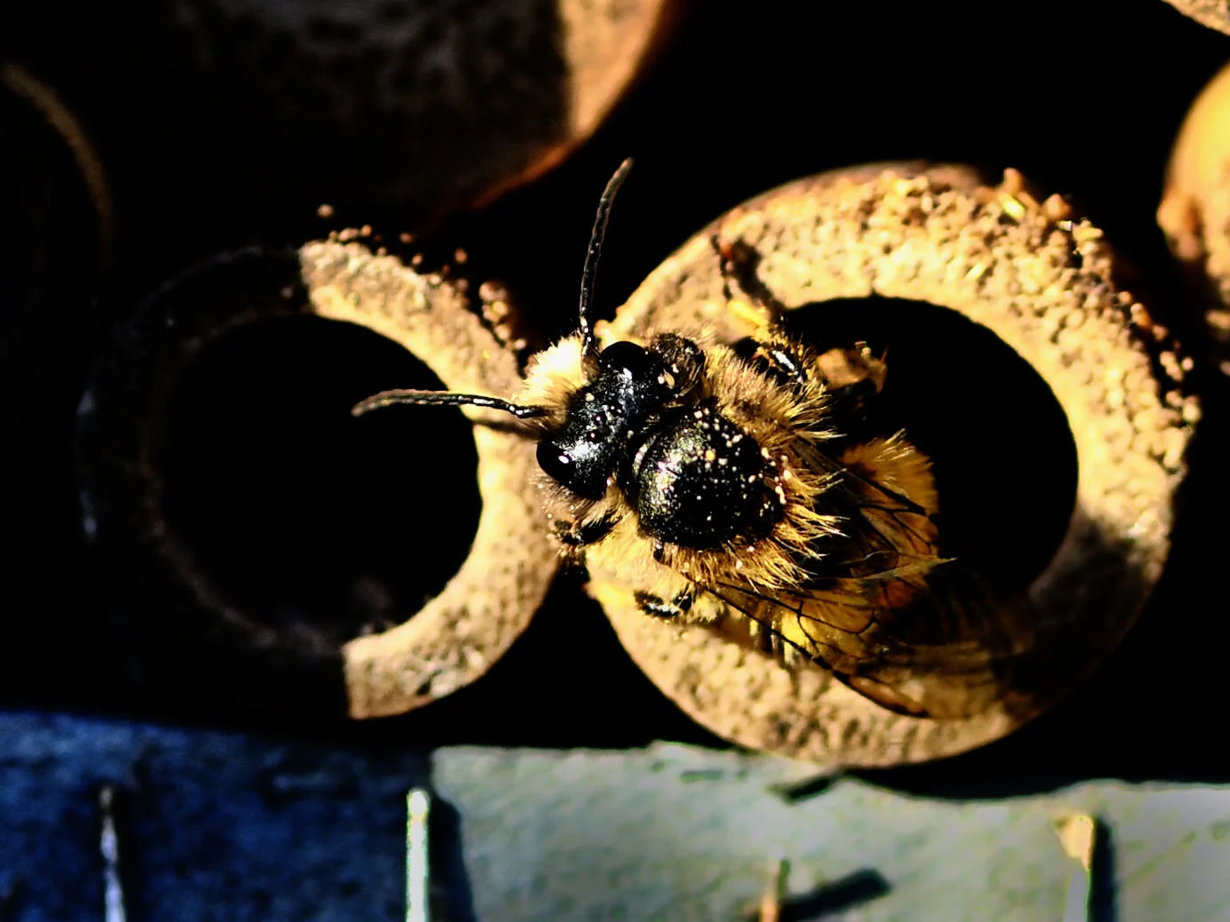 Het insektenhuis en haar bewoners