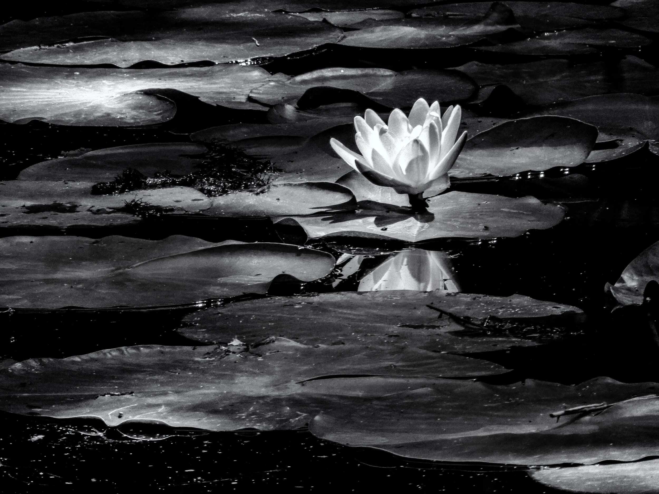 De eenvoud van een lelie