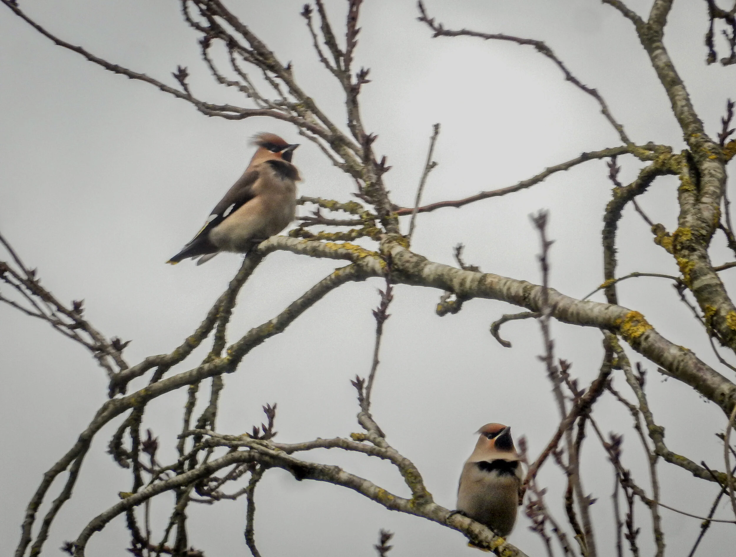 De pestvogel - januari 2020 - in mijn tuin