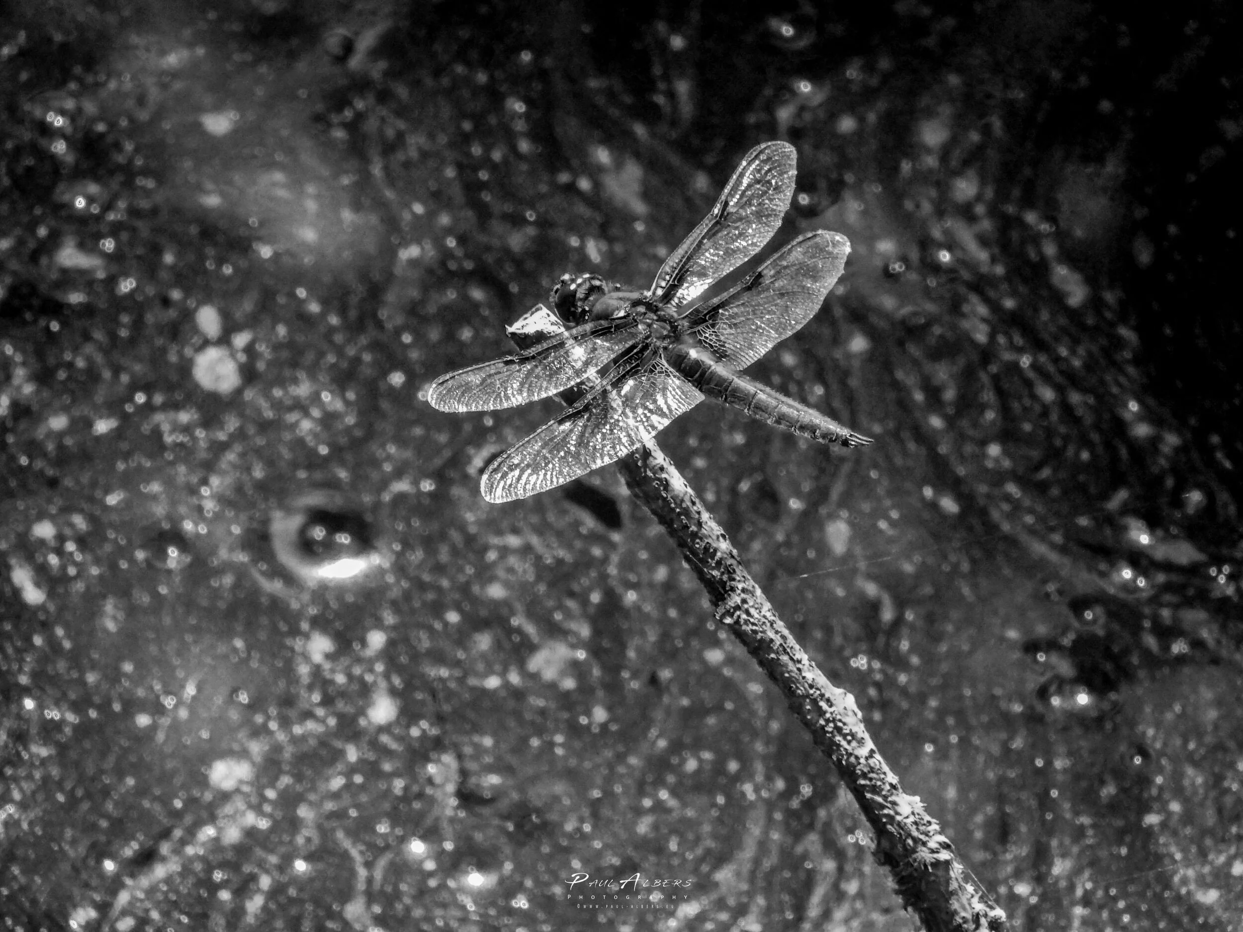 Libel01_OZ_2_KANSAS_SEP_BW Final-2.jpg