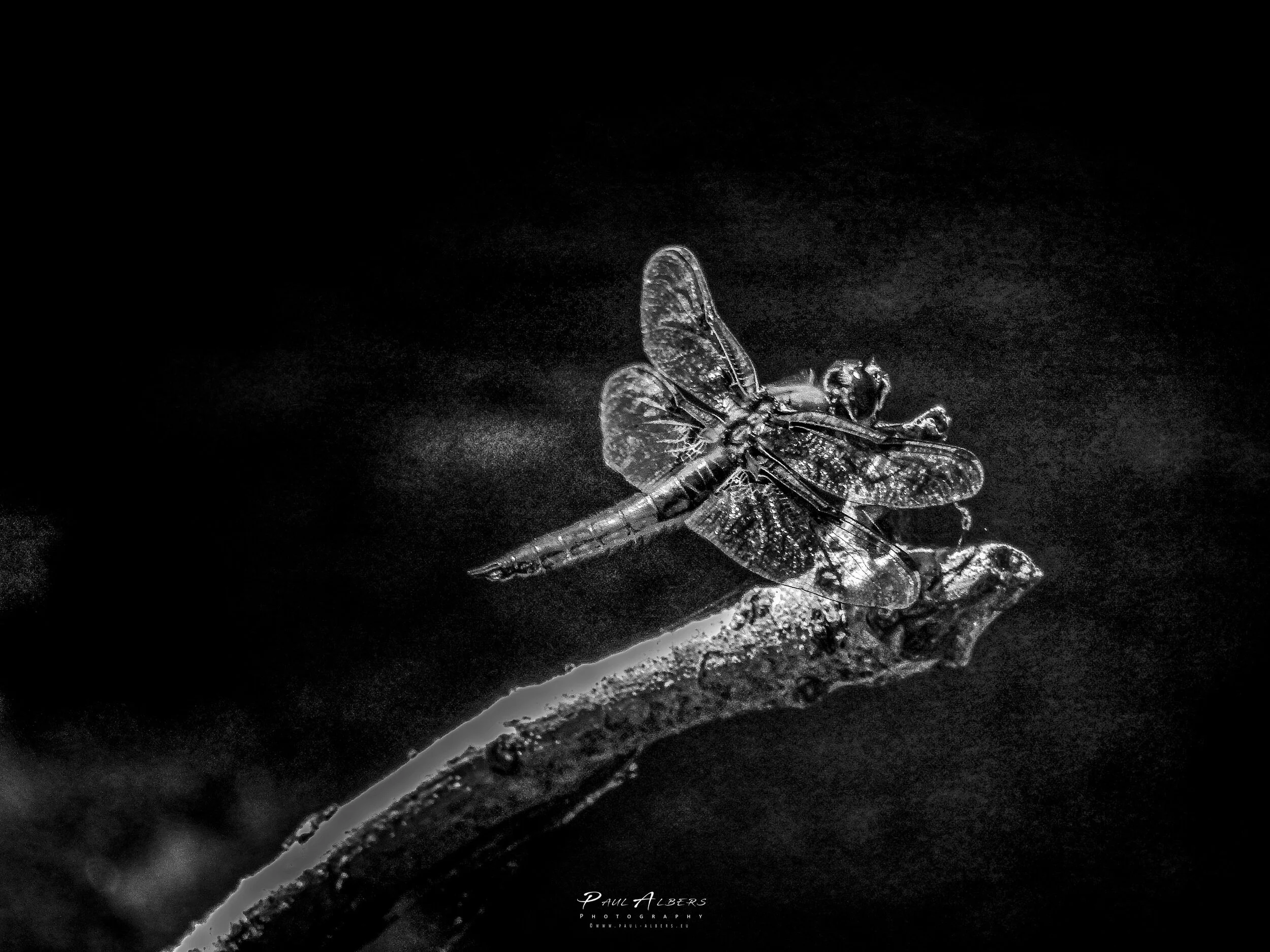 WB03_OZ_2_KANSAS_SEP_BW final.jpg