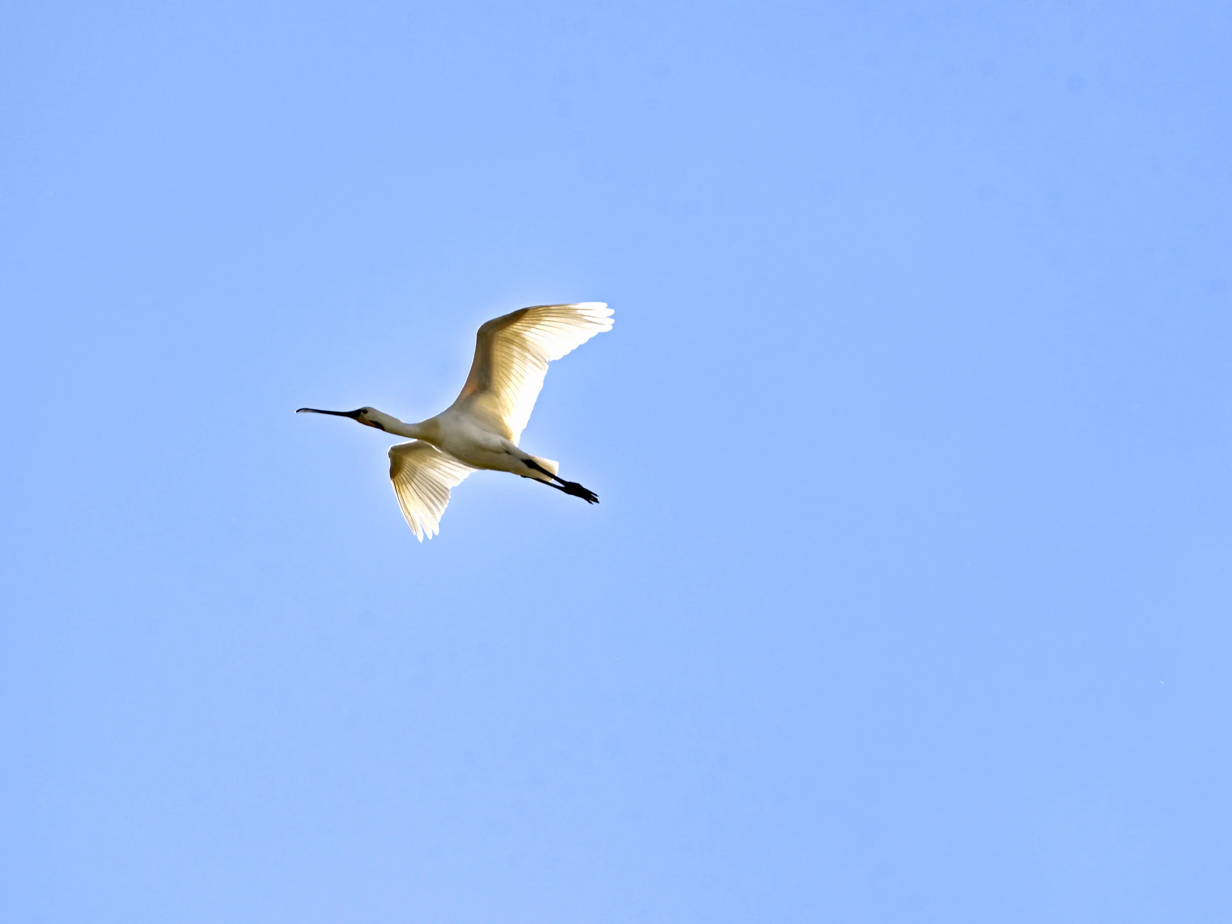 Lepelaar - Ooijpolder Mei 2020  De Ooijpolder (ook wel Ooypolder) is een natuurgebied dat voornamelijk ligt in de gemeente Berg en Dal in de Nederlandse provincie Gelderland. Het maakt deel uit van de grensoverschrijdende streek de Duffelt. Een klein gedeelte, de Ooyse Schependom, ligt in de gemeente Nijmegen. De grootte van het gebied is ongeveer 2000 hectare. In de polder liggen de dorpen Ooij (ca. 2000 inwoners) en Persingen (ca. 100).  Voordat er dijken waren, was de Ooijpolder een moerasgebied dat vaak onder water stond. Rond 1300 werden de eerste dijken in het gebied gebouwd. De Ooijpolder viel onder het polderdistrict Circul van de Ooij, dat al in 1580 de dijkrechten had. In 1958 is het district Circul van de Ooij opgeheven en het gebied valt nu onder het polderdistrict Groot Maas en Waal. Een monument op de Ooijse Waaldijk herinnert aan het dijkmagazijn van de Circul van Ooij, dat hier stond.  Niet alleen het dijkmagazijn stond hoog, in dit poldergebied treft men ook veel terpboerderijen aan. Zelfs trafohuisjes werden boven in een toren geplaatst.  In 1933 werd het Hollandsch-Duitsch gemaal gebouwd om het waterpeil in de Ooijpolder en de aangrenzende Duitse landbouwgebieden te reguleren. Overtollig water kon daarna via Het Meer afgevoerd worden.