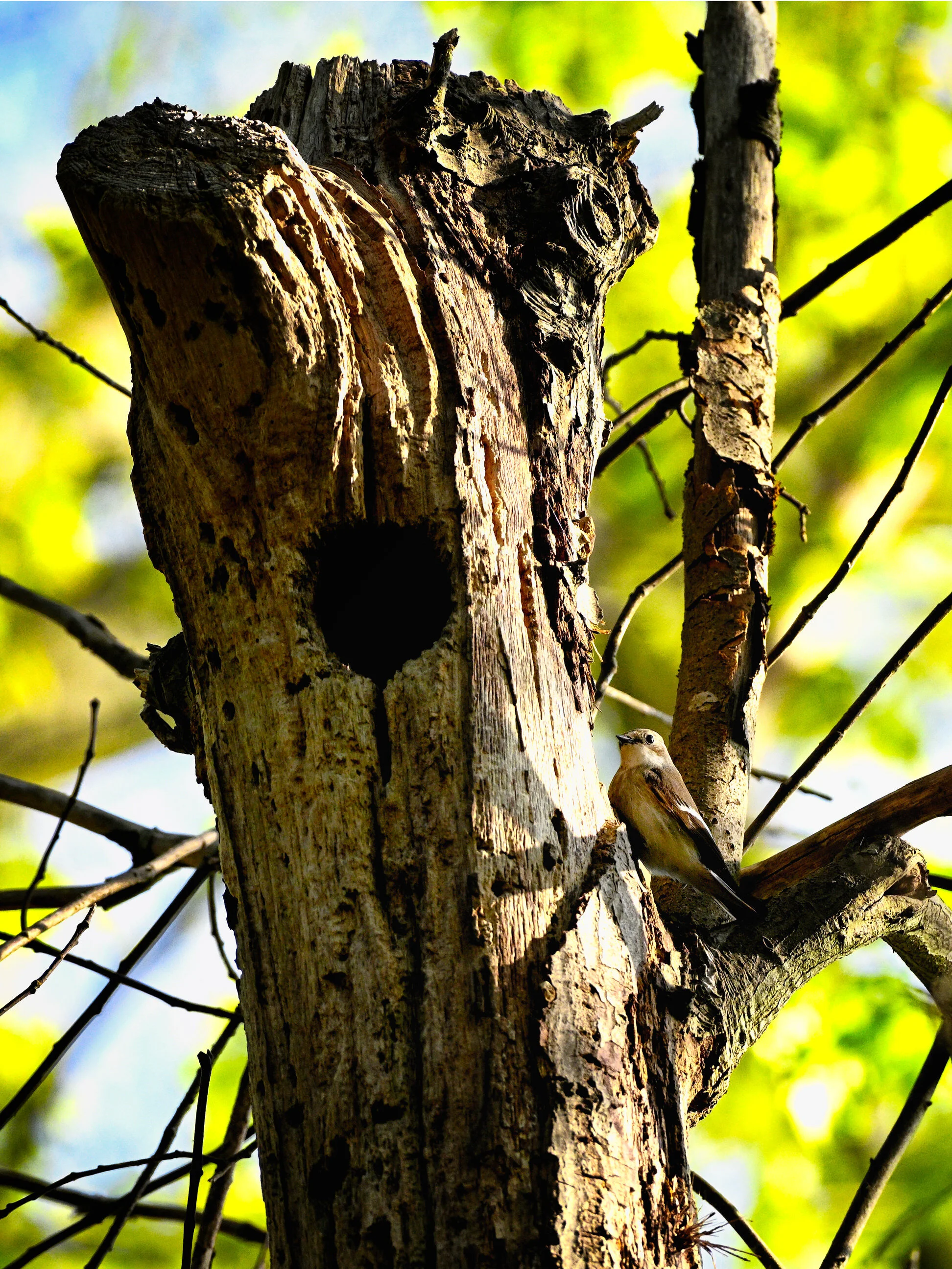 Bonte Vliegenvanger - Wierdenseveld April 2020