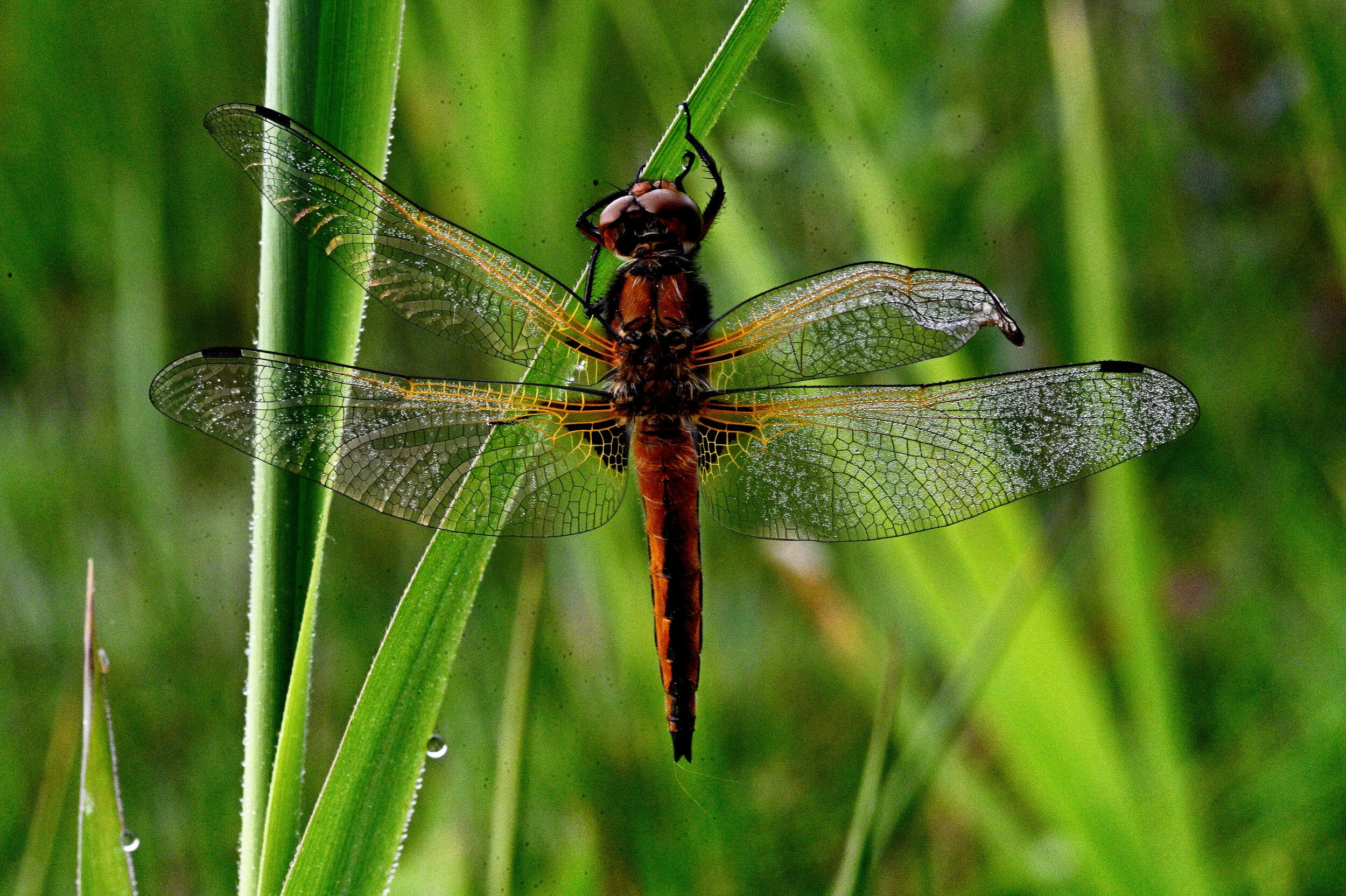 Platbuik Libelle - Mei 2020 - Wesepe
