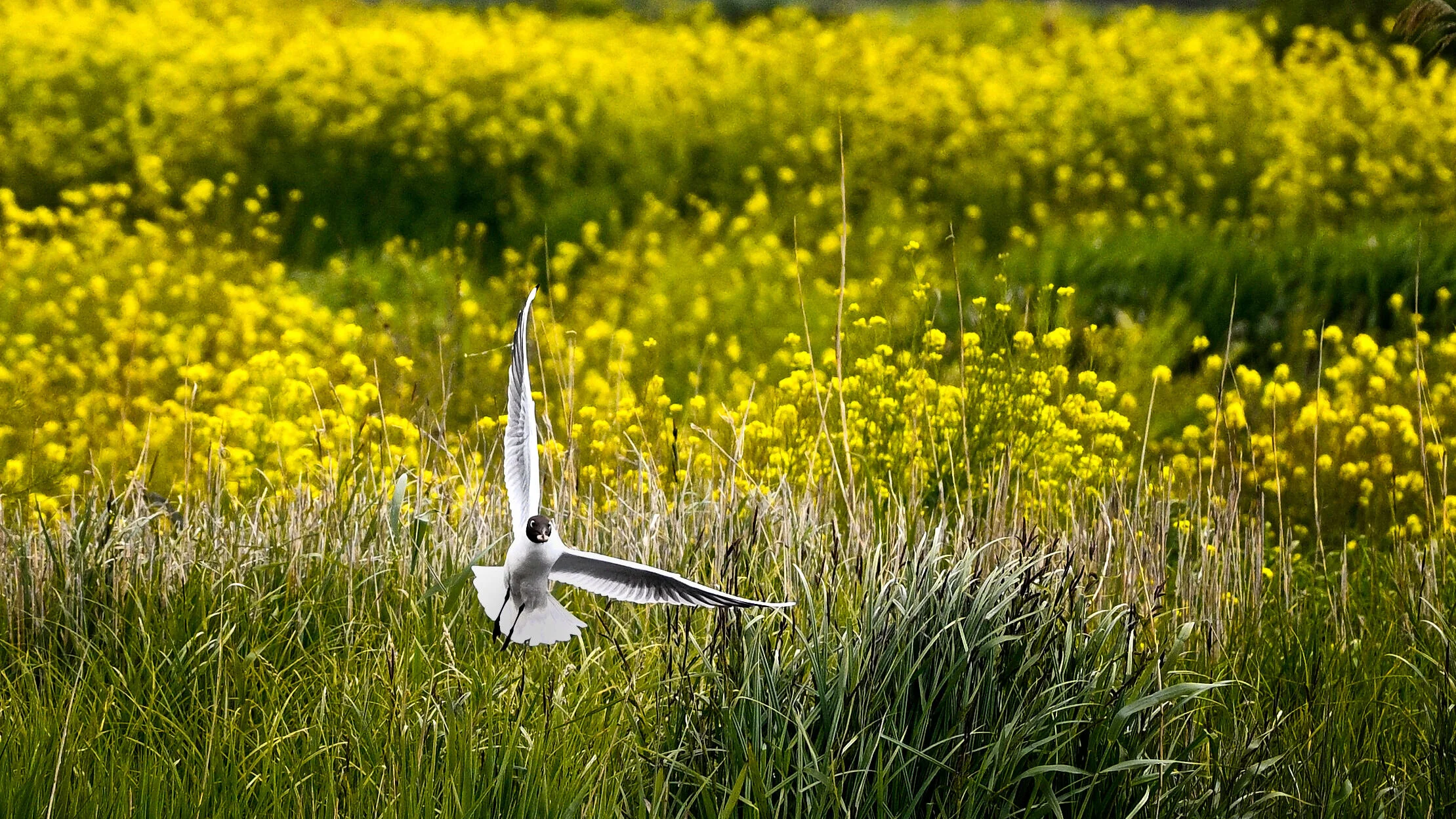 Kokmeeuw - De Weerribben - Mei 2020
