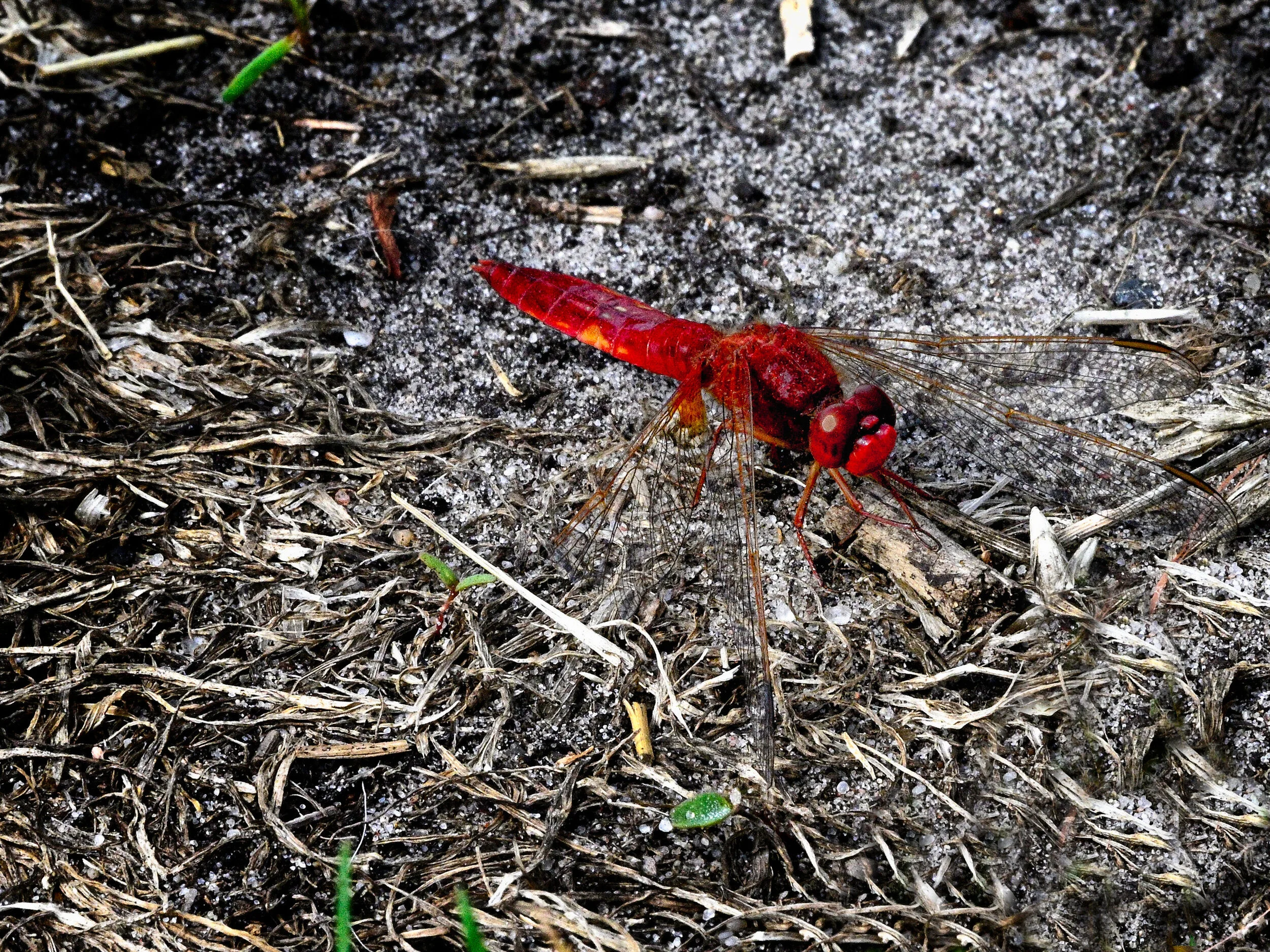 Vuurlibelle - De Wieden juni 2020