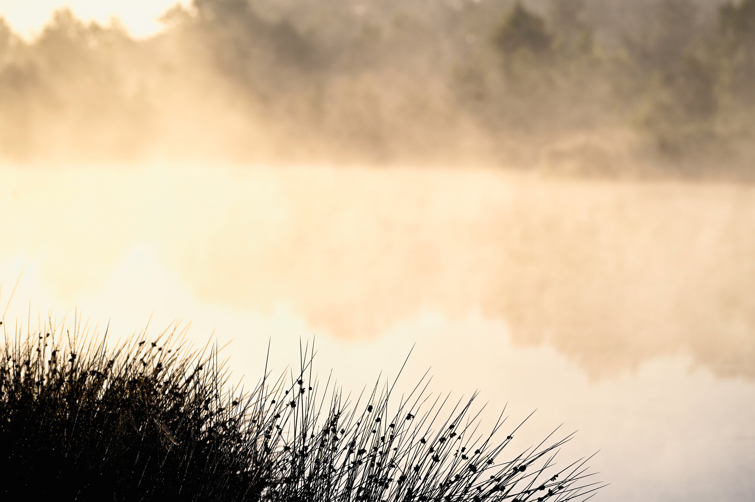 Fochteloërveen, Hoogveengebied juli 2020