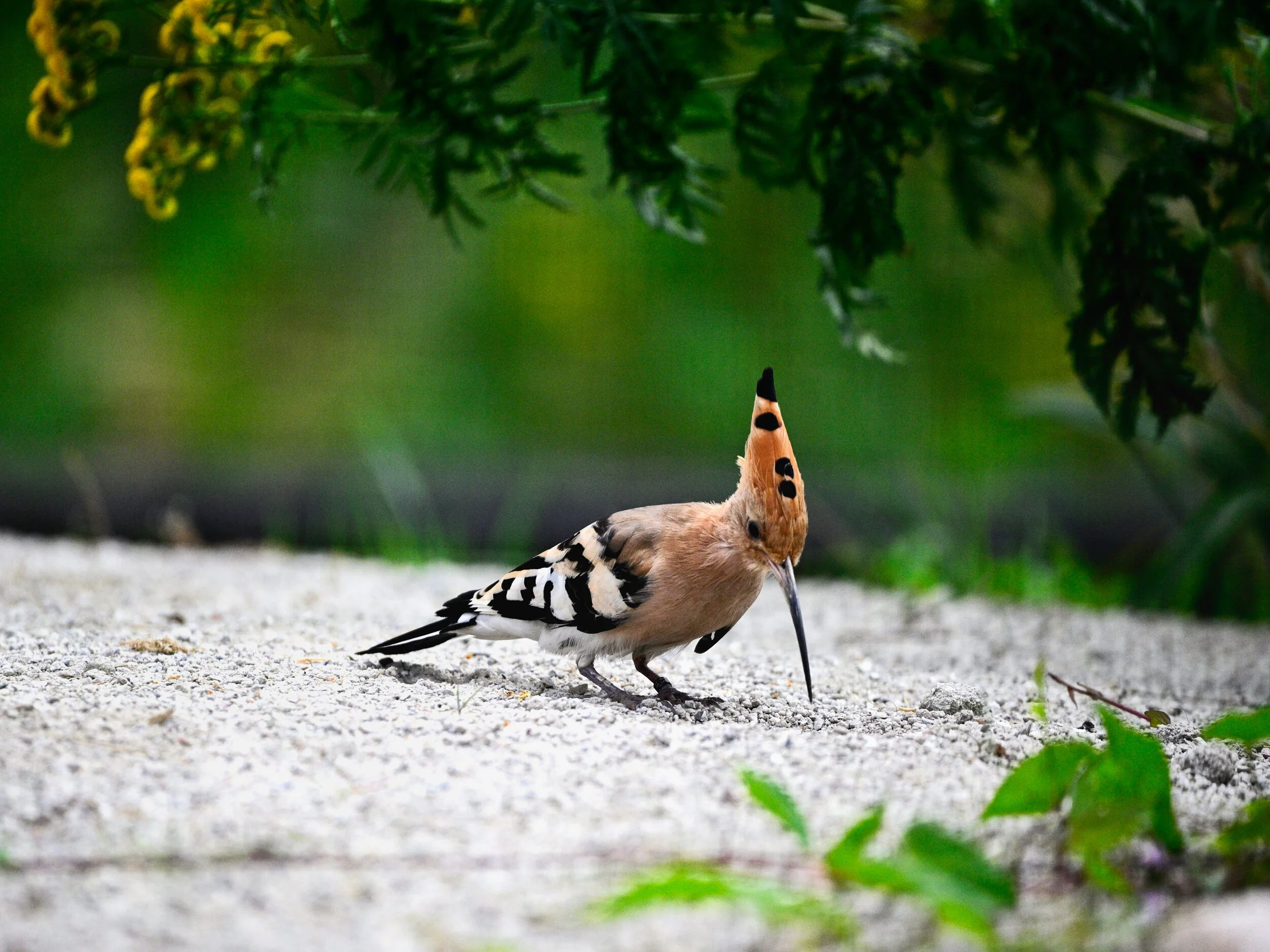 Hop - Bijeneterhut augustus 2020